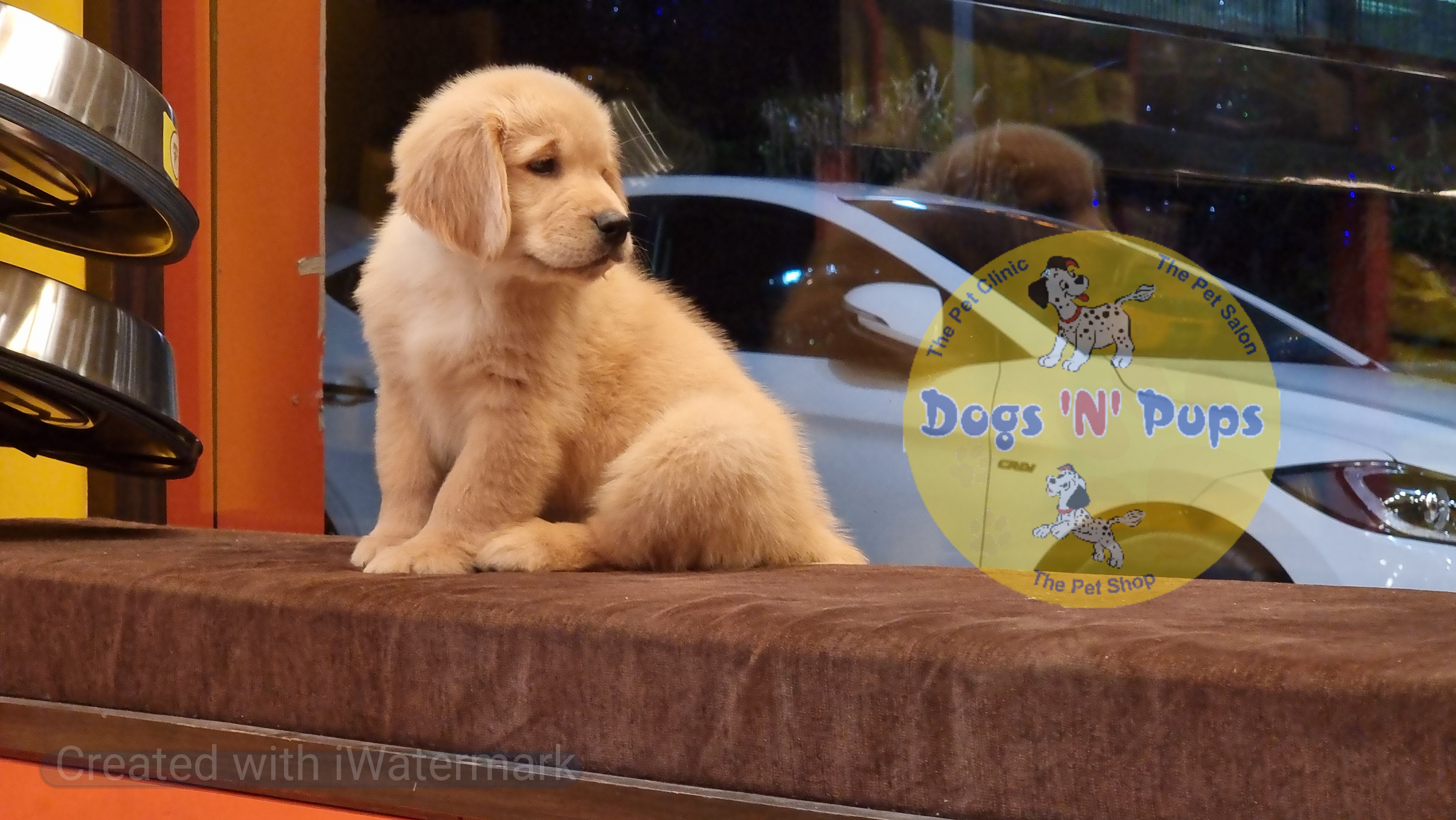 Golden retriever  image 5