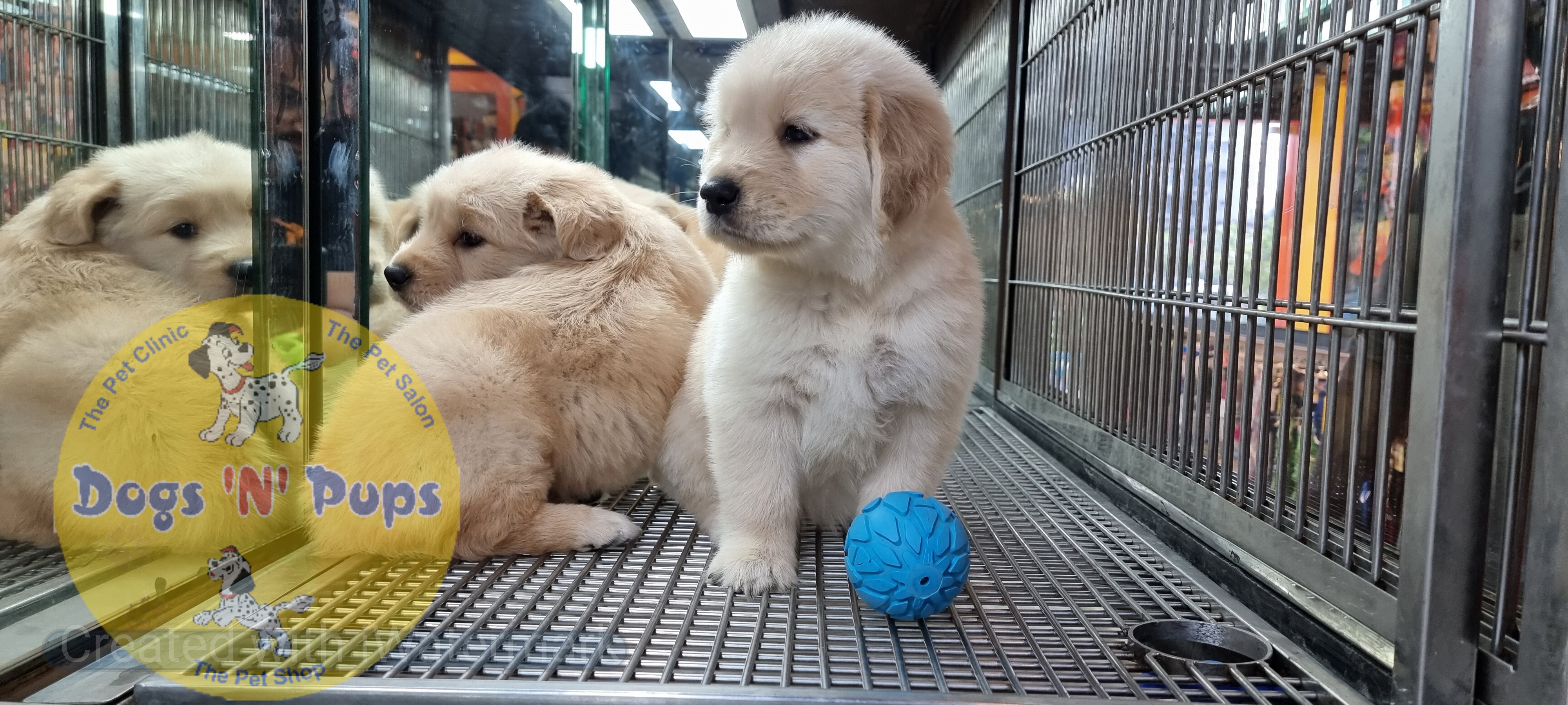 Golden retriever puppies  image 6