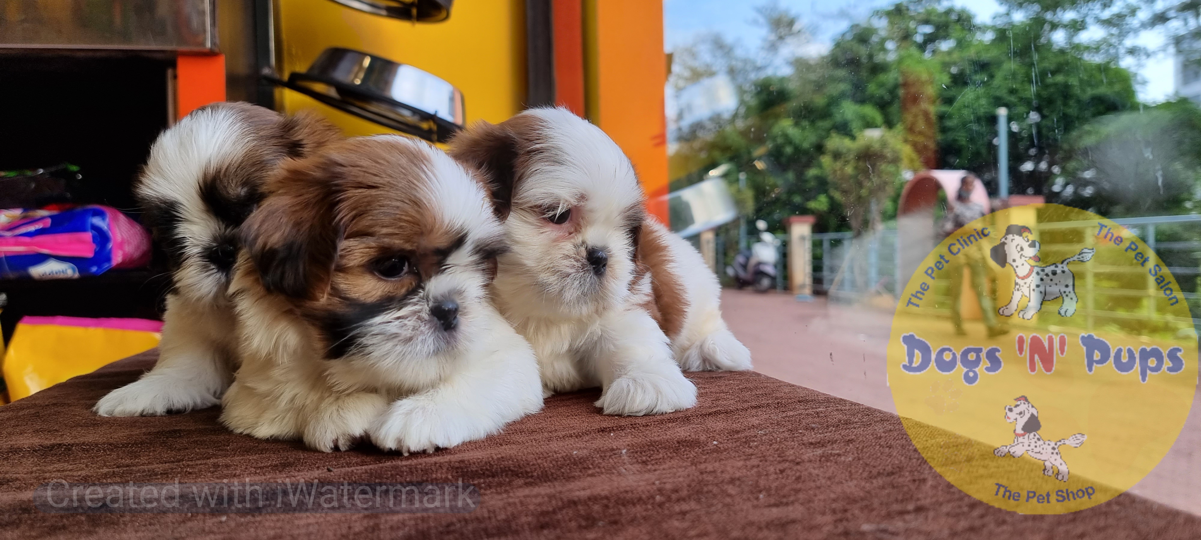Shihtzu  image 7