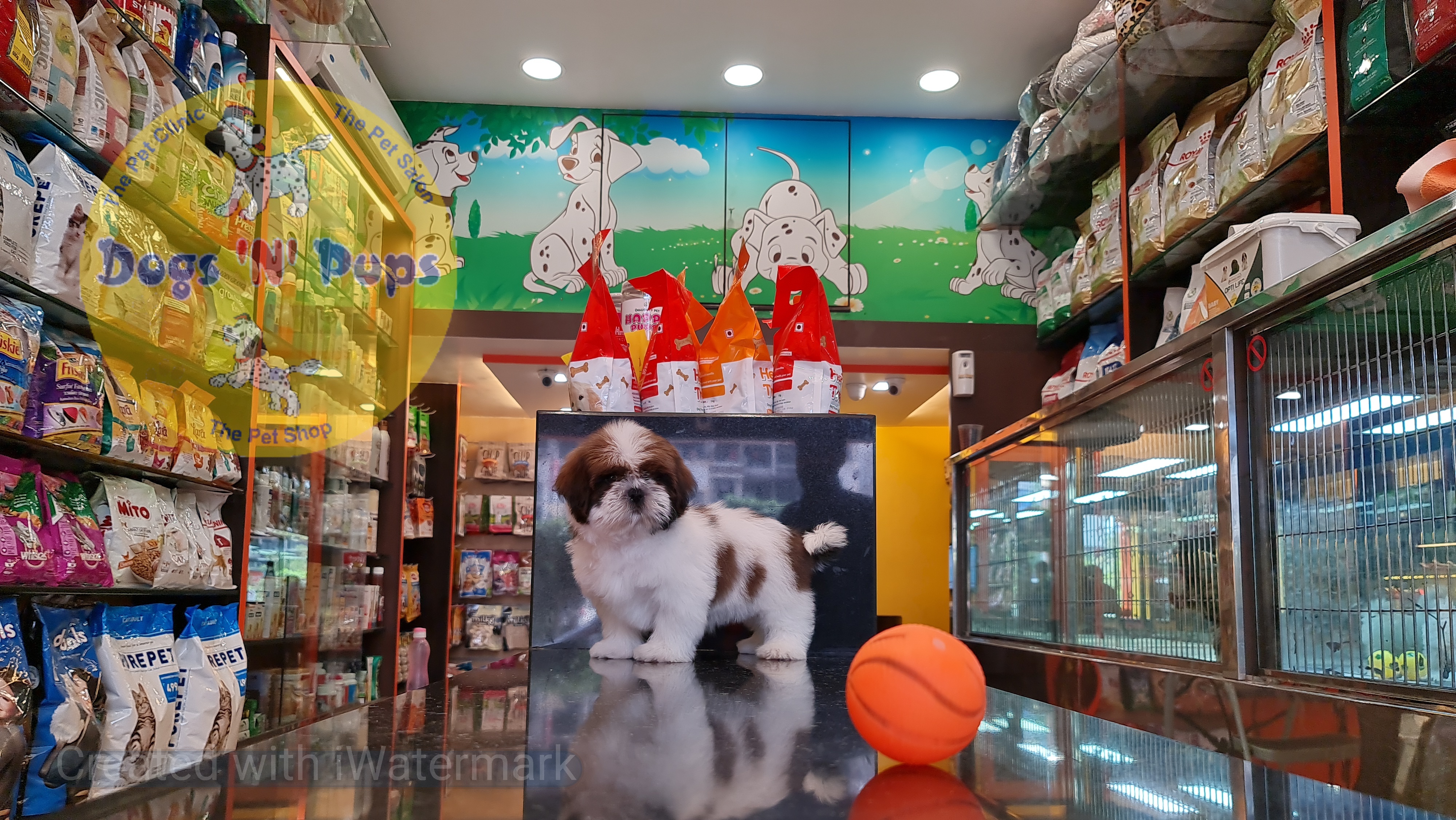 Shihtzu puppy image 7