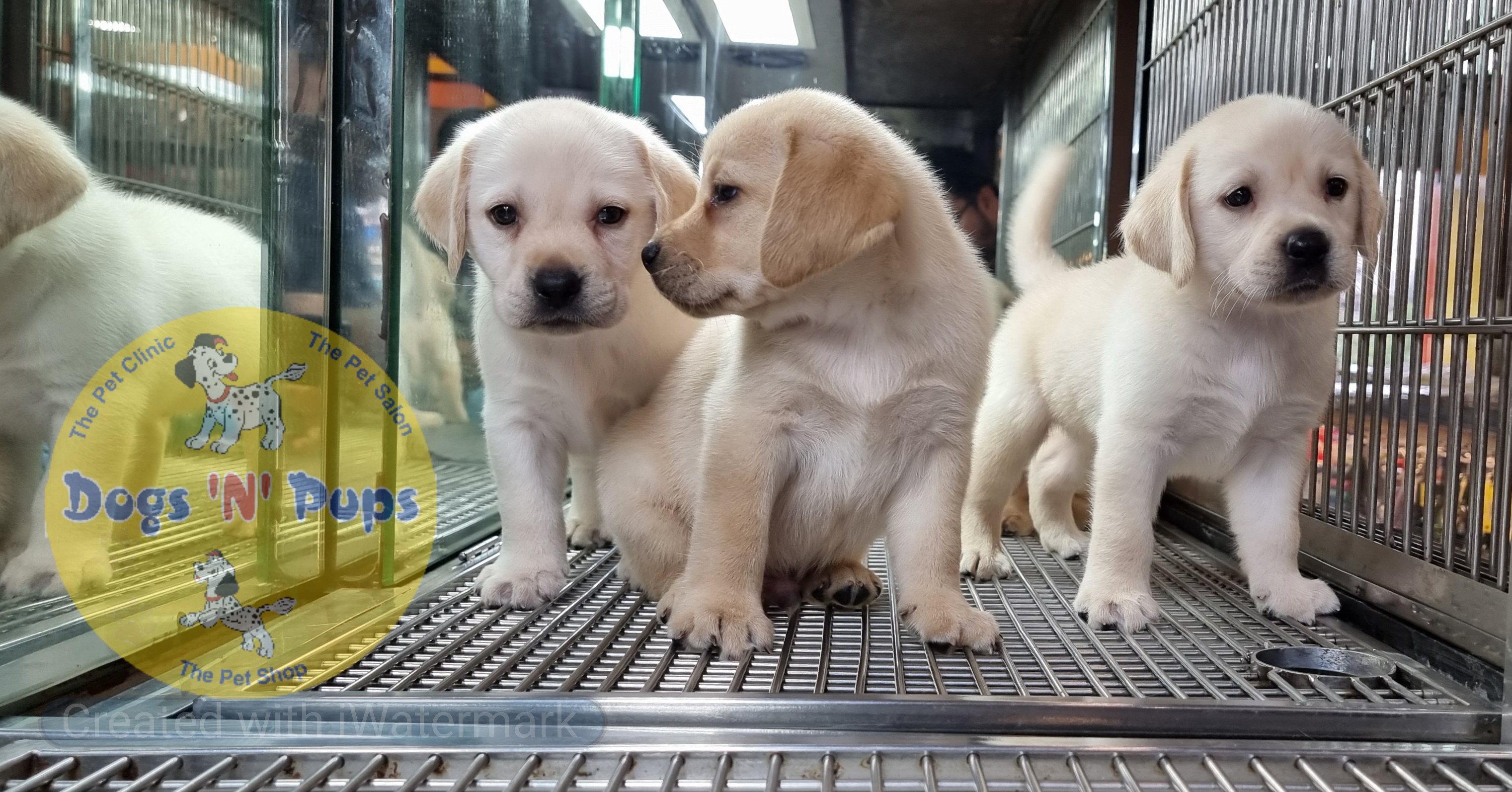 Labrador puppies  image 10