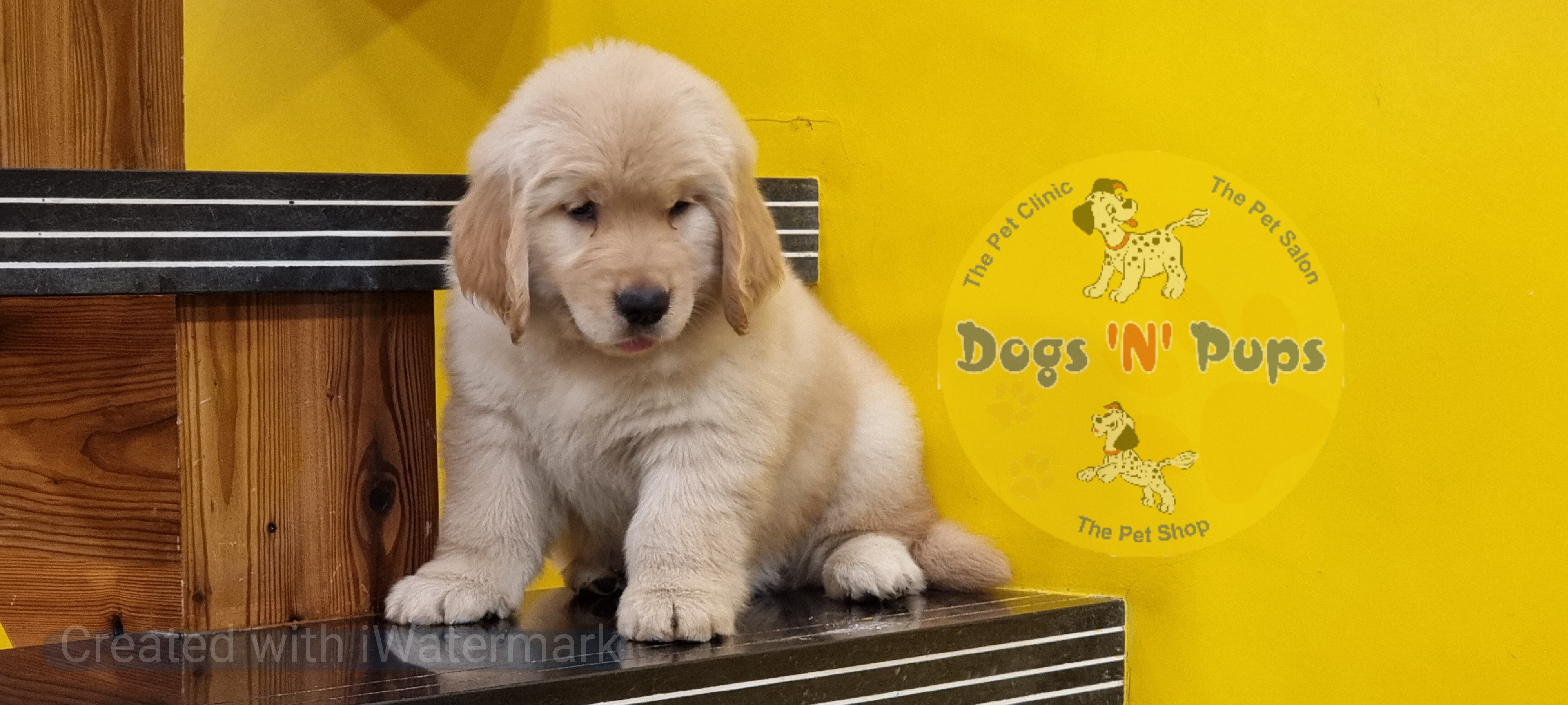 Golden retriever   image 8