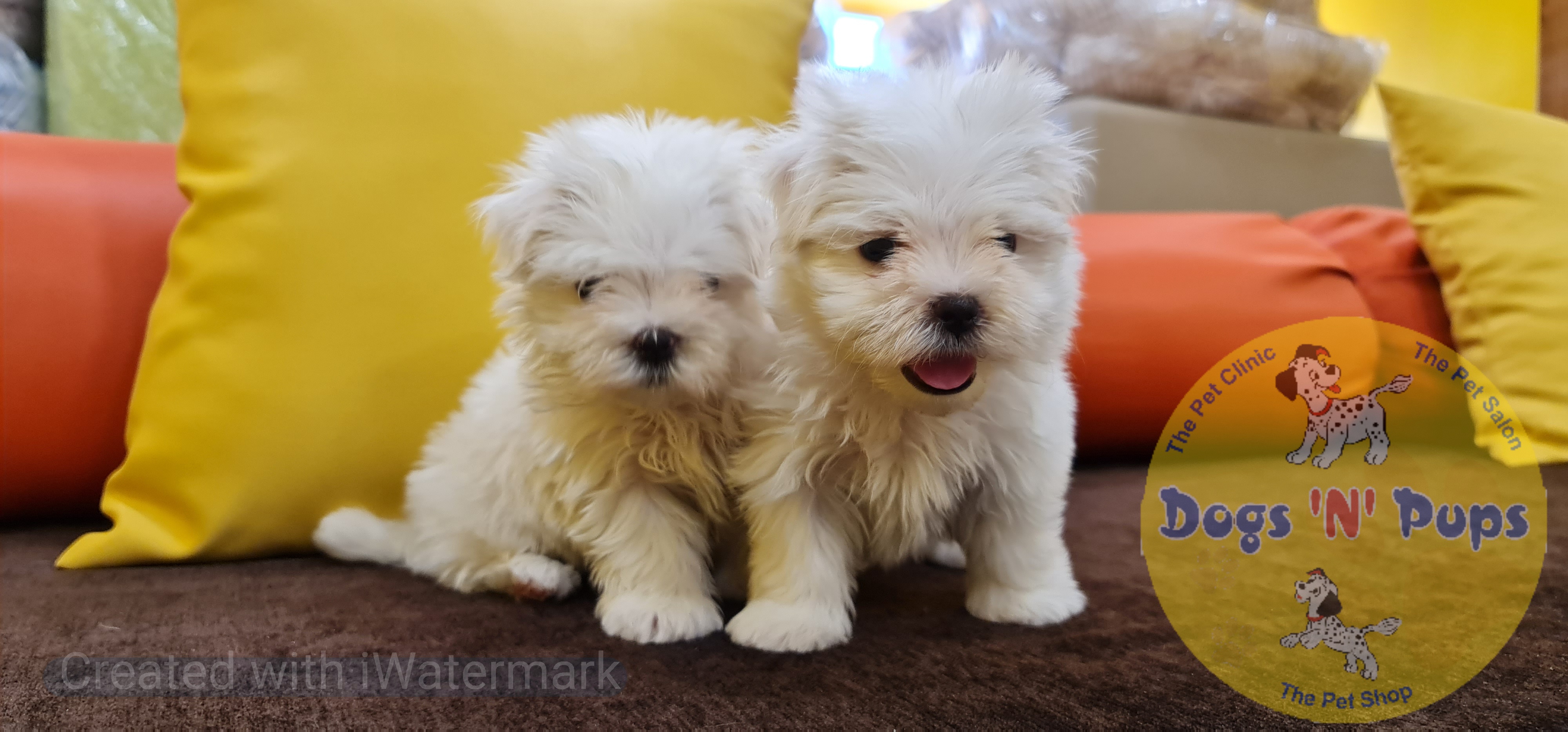 Maltese puppies  image 6