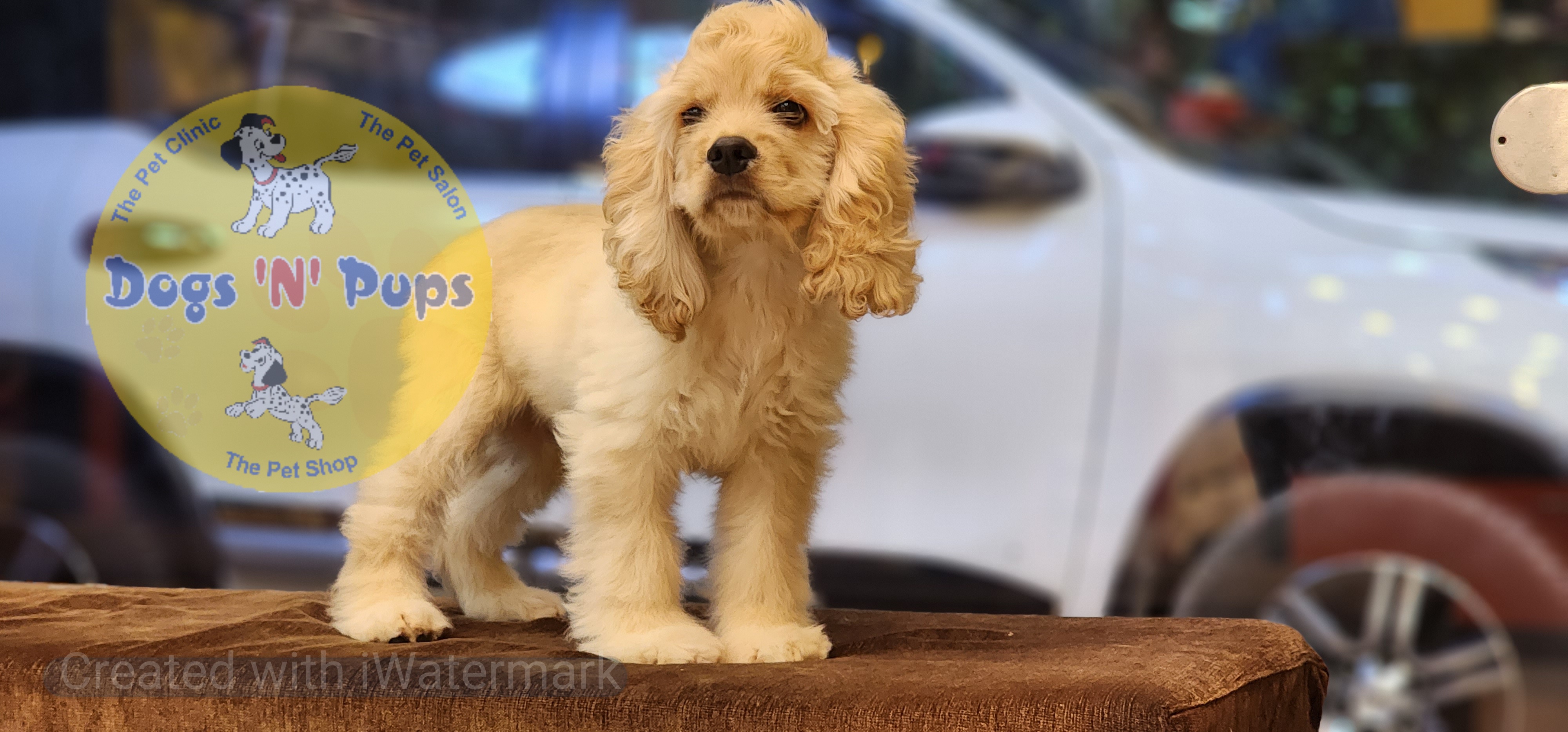 American Cocker Spaniel  image 2