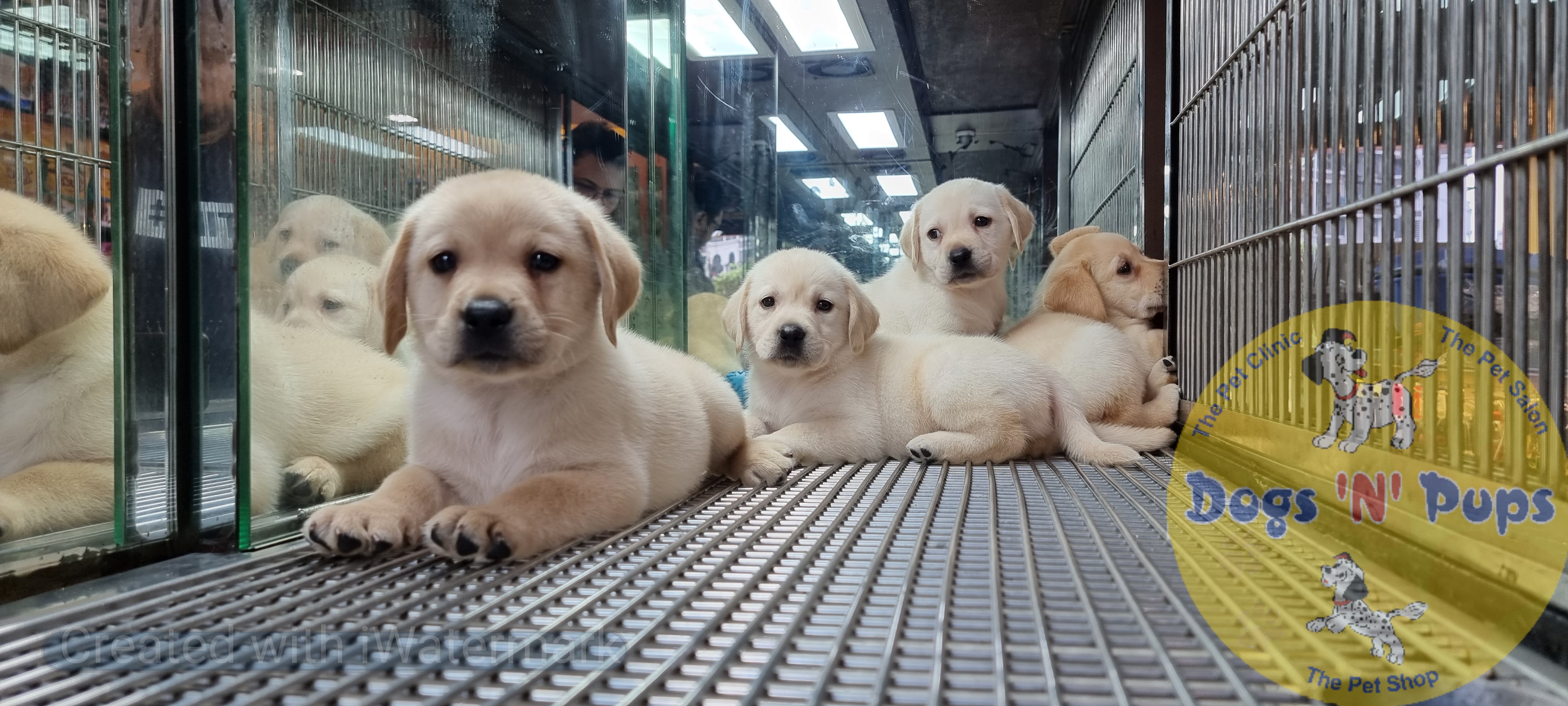 Labrador puppies  image 13