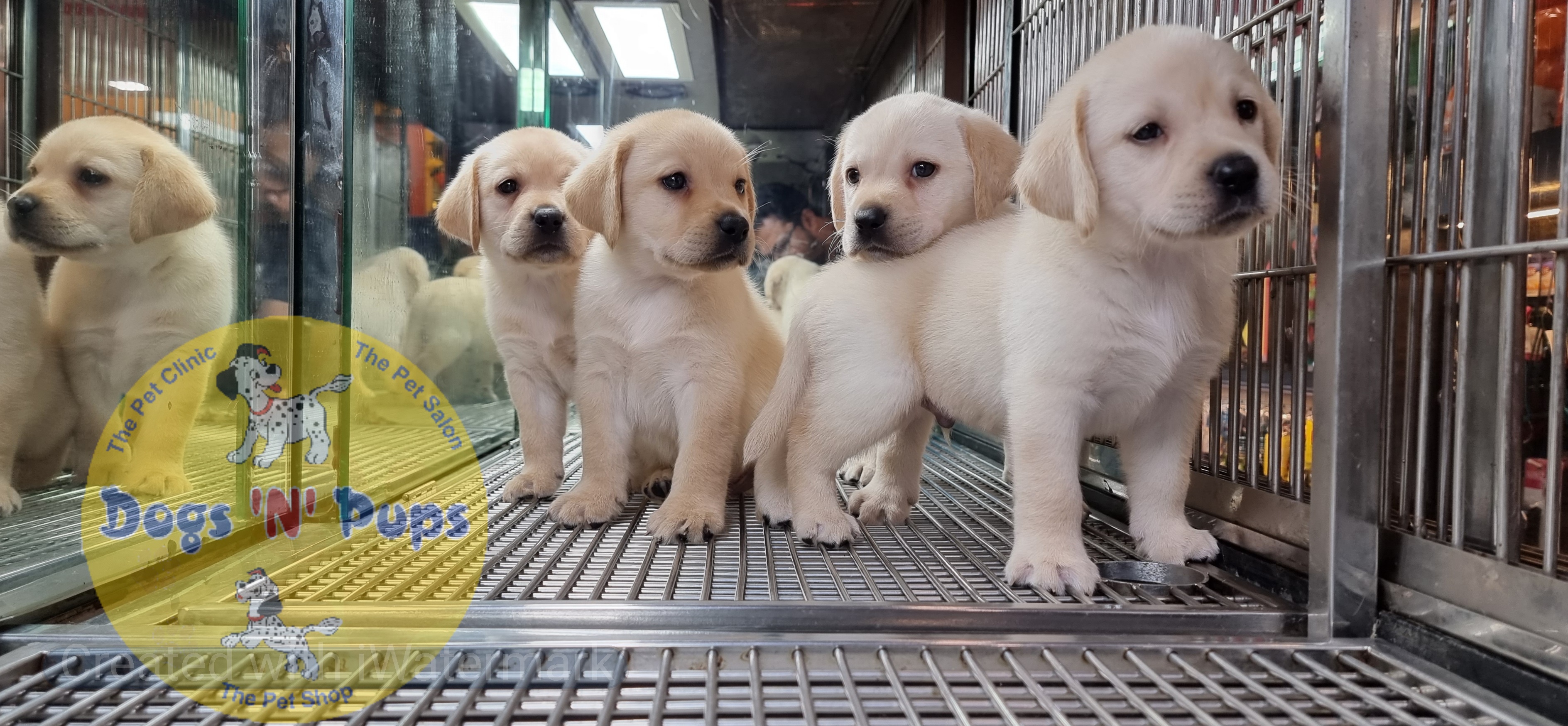 Labrador puppies  image 17