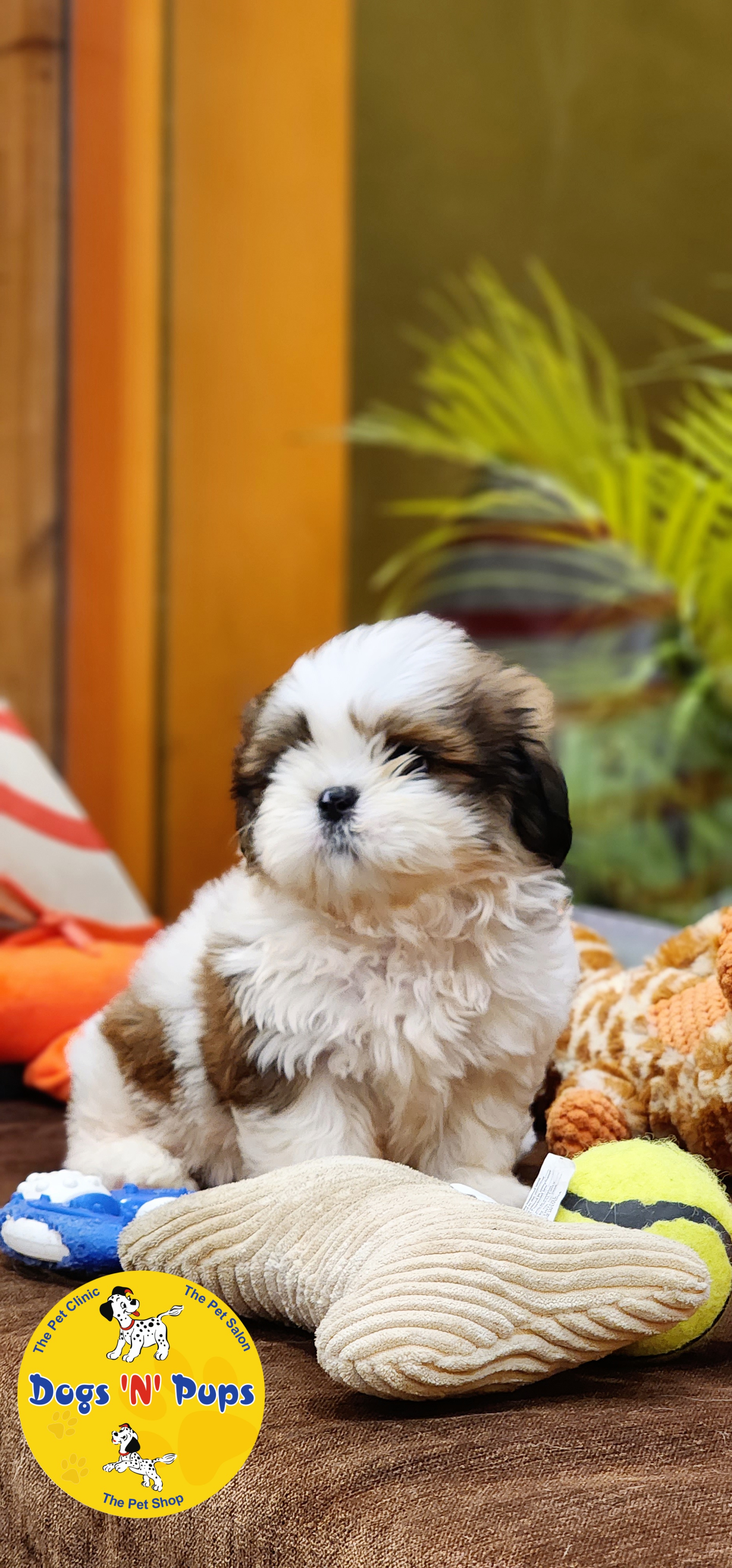 Shihtzu  image 3