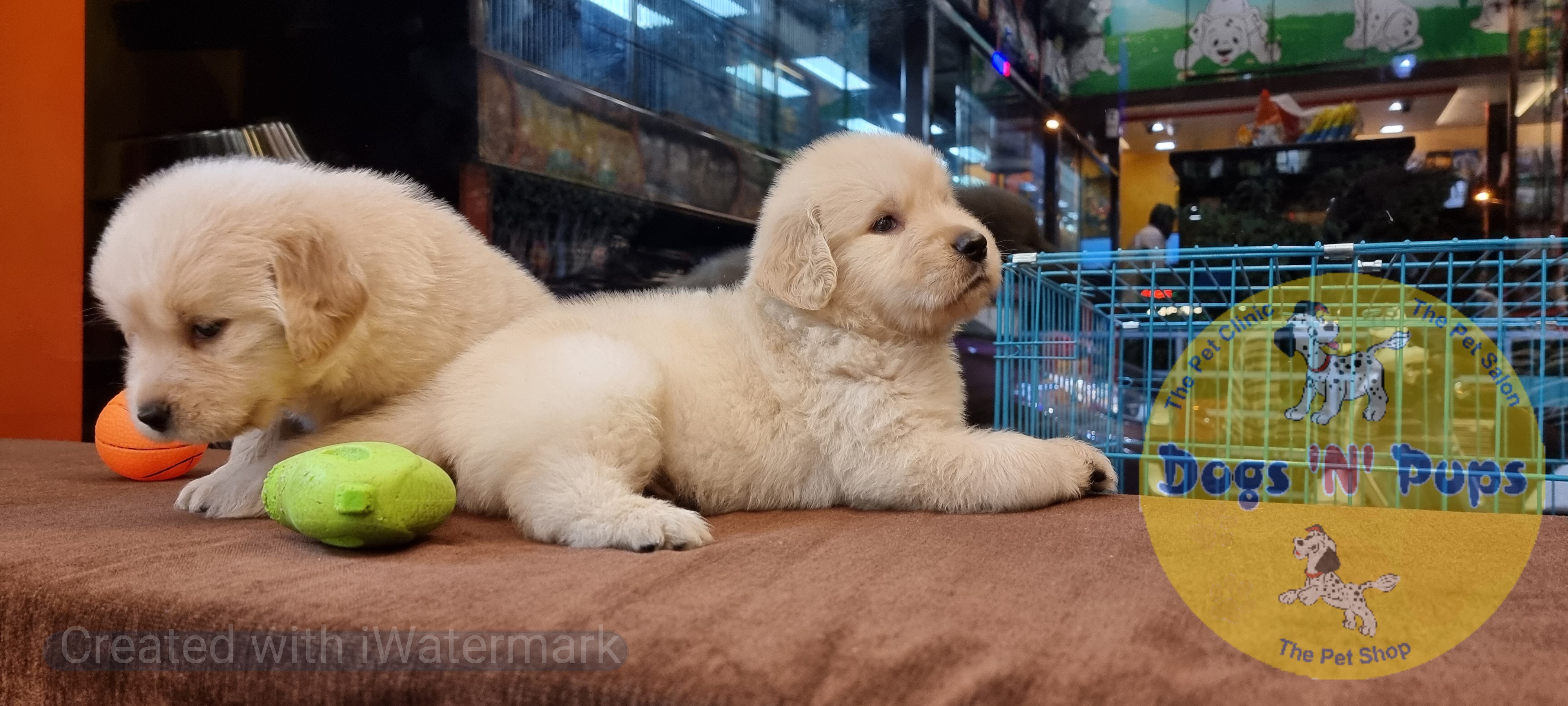 Golden retriever puppies  image 13