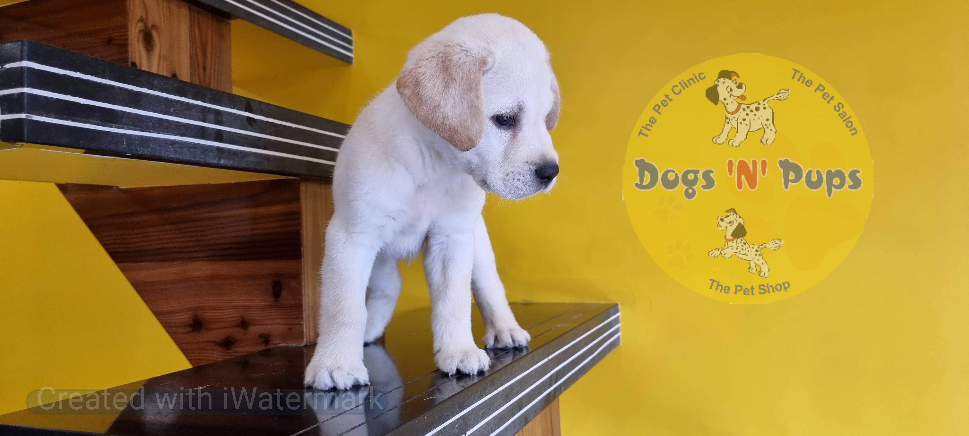 Labrador retriever  image 5