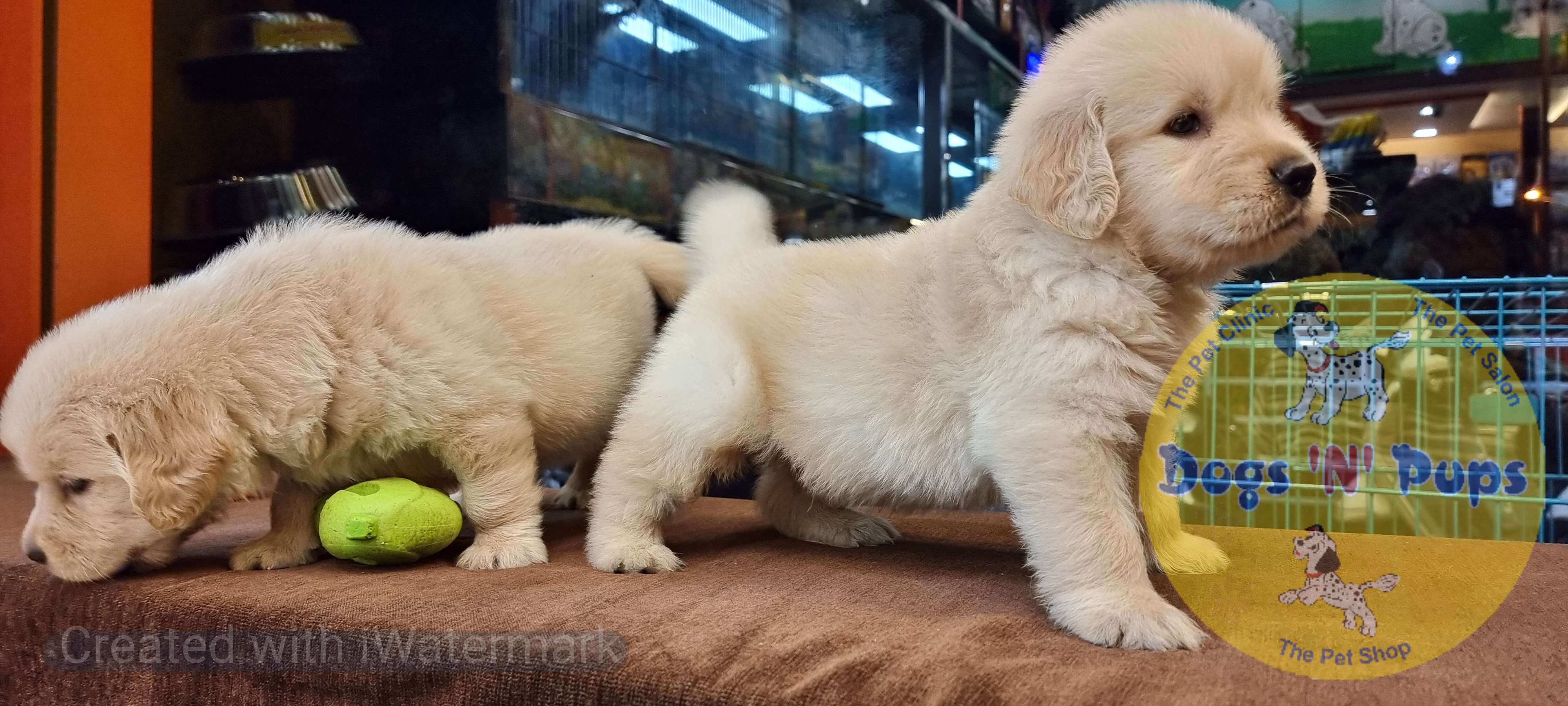 Golden retriever puppies  image 15