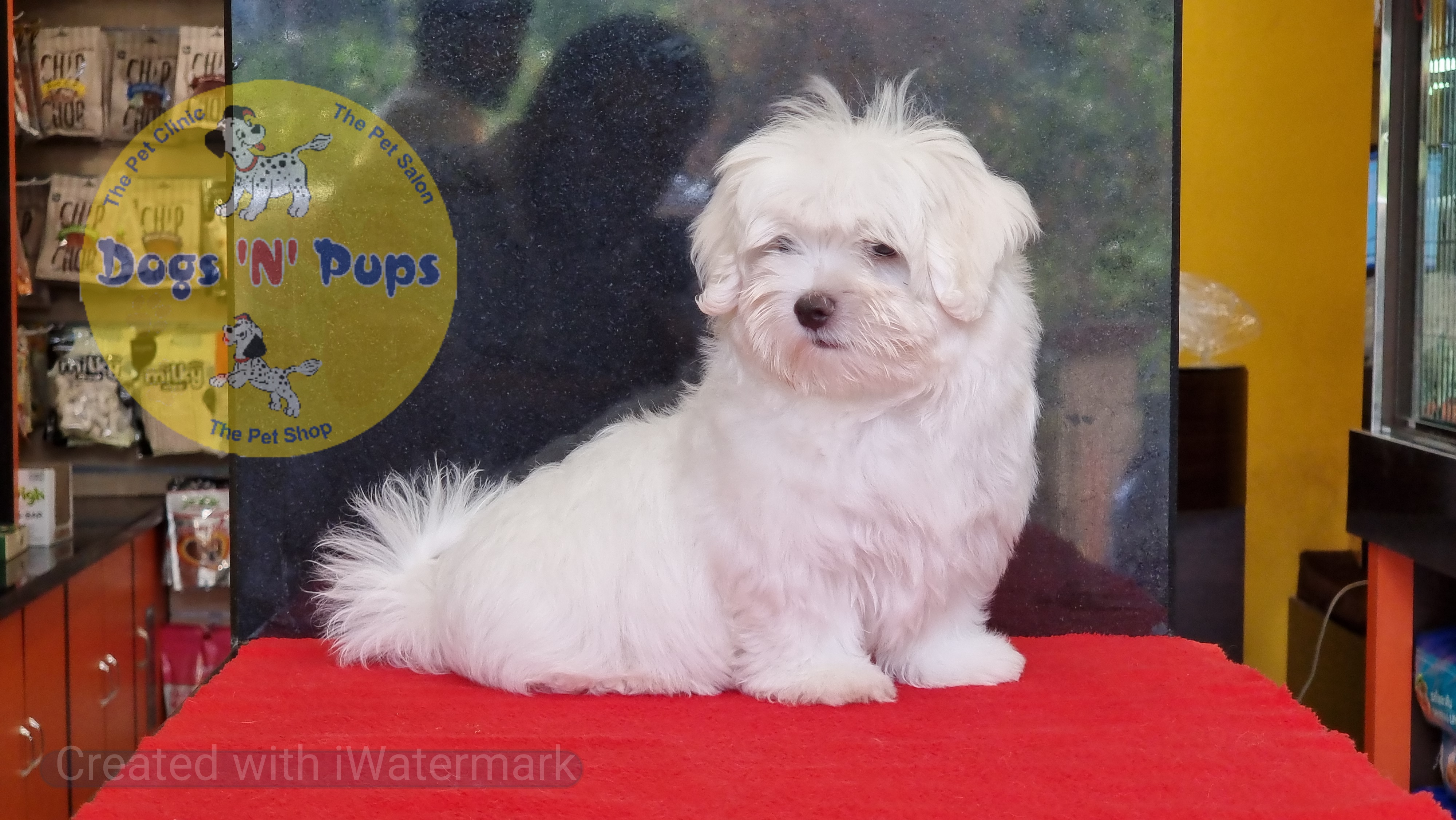 prev dog posted image