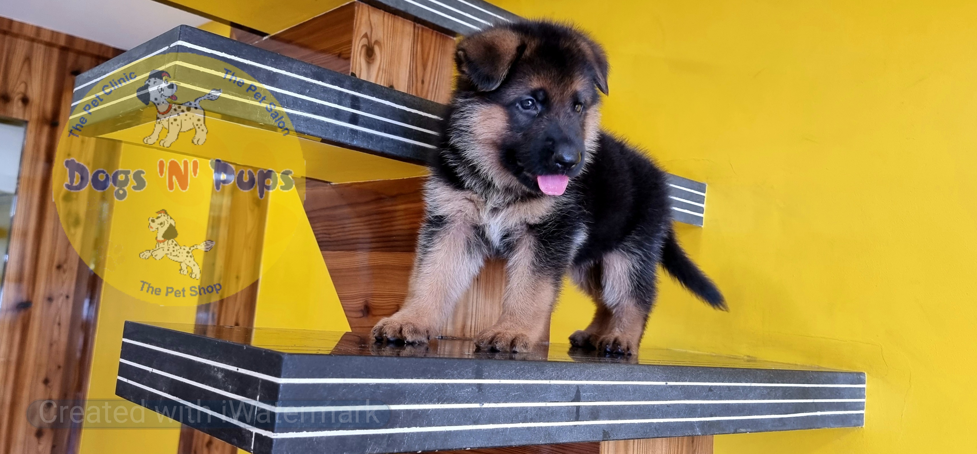 German shepherd  image 11