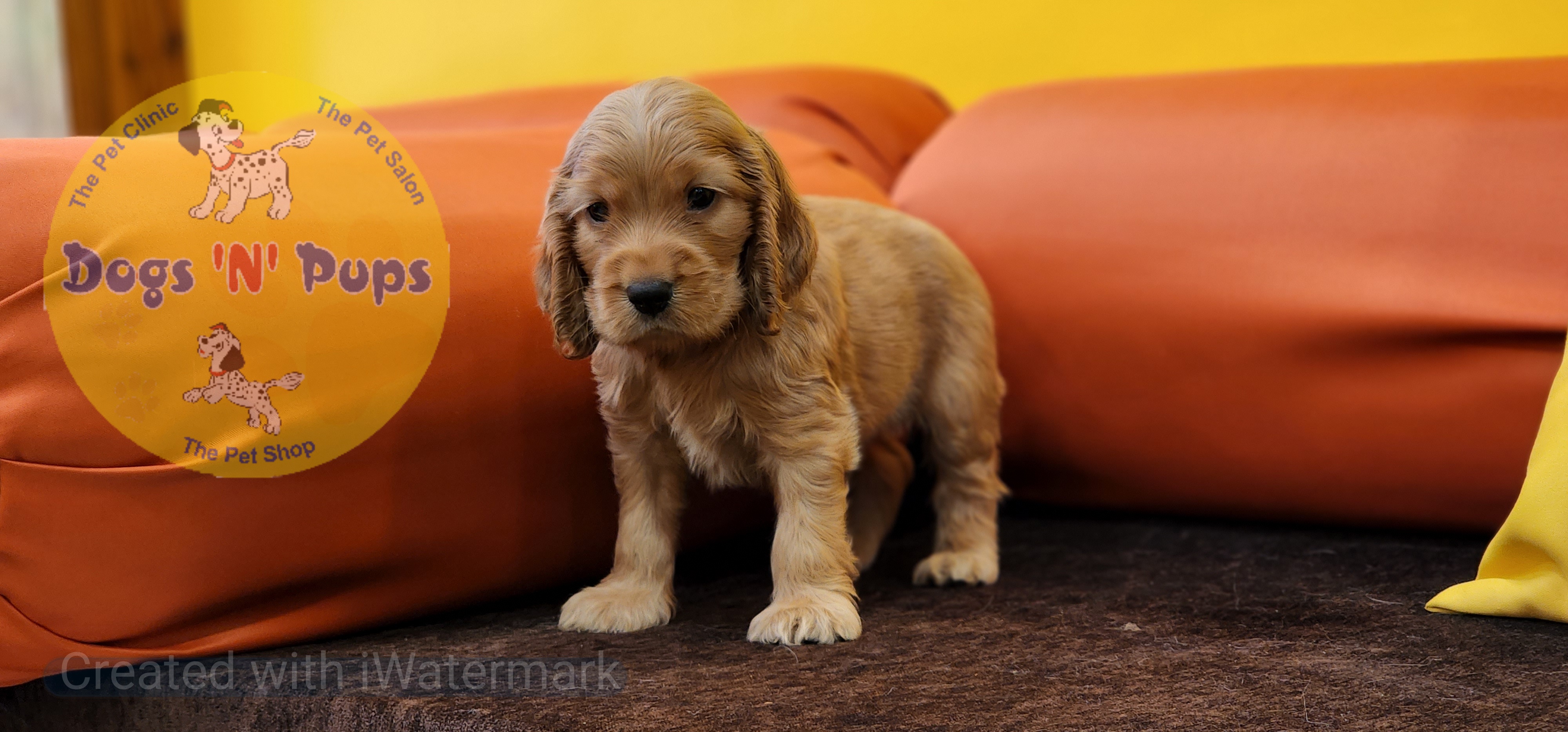 Cocker Spaniel  image 2