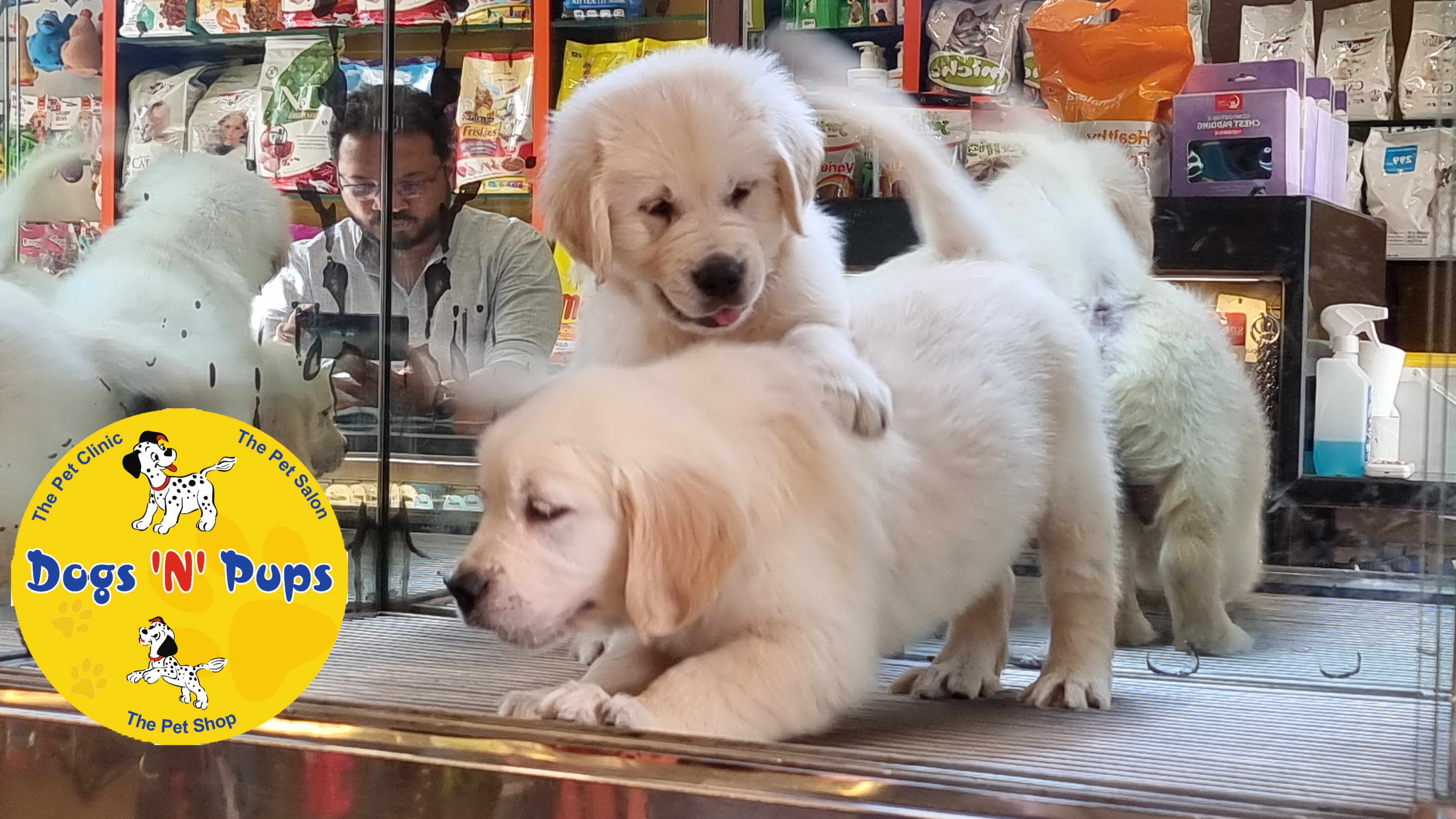 Golden retriever  image 4