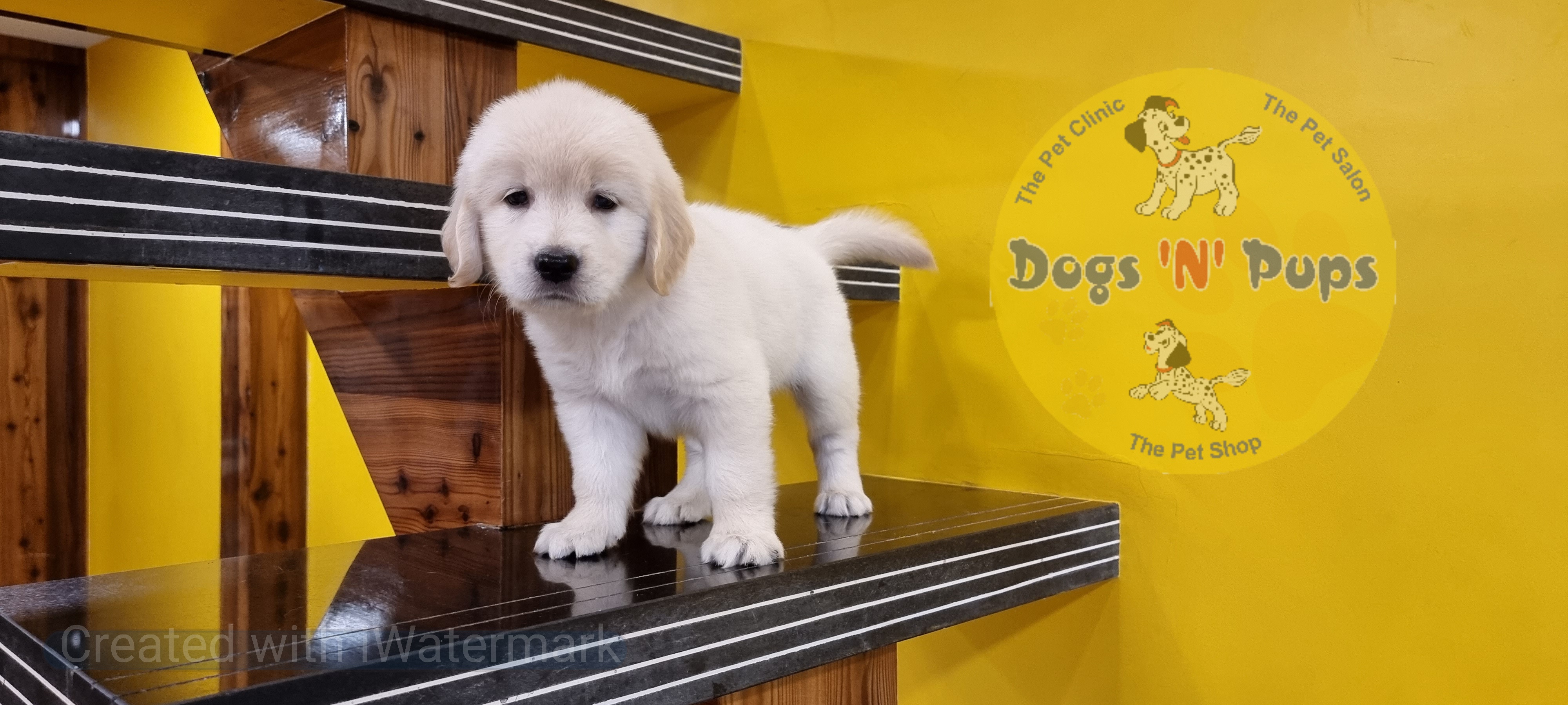 Golden retriever female puppy image 9