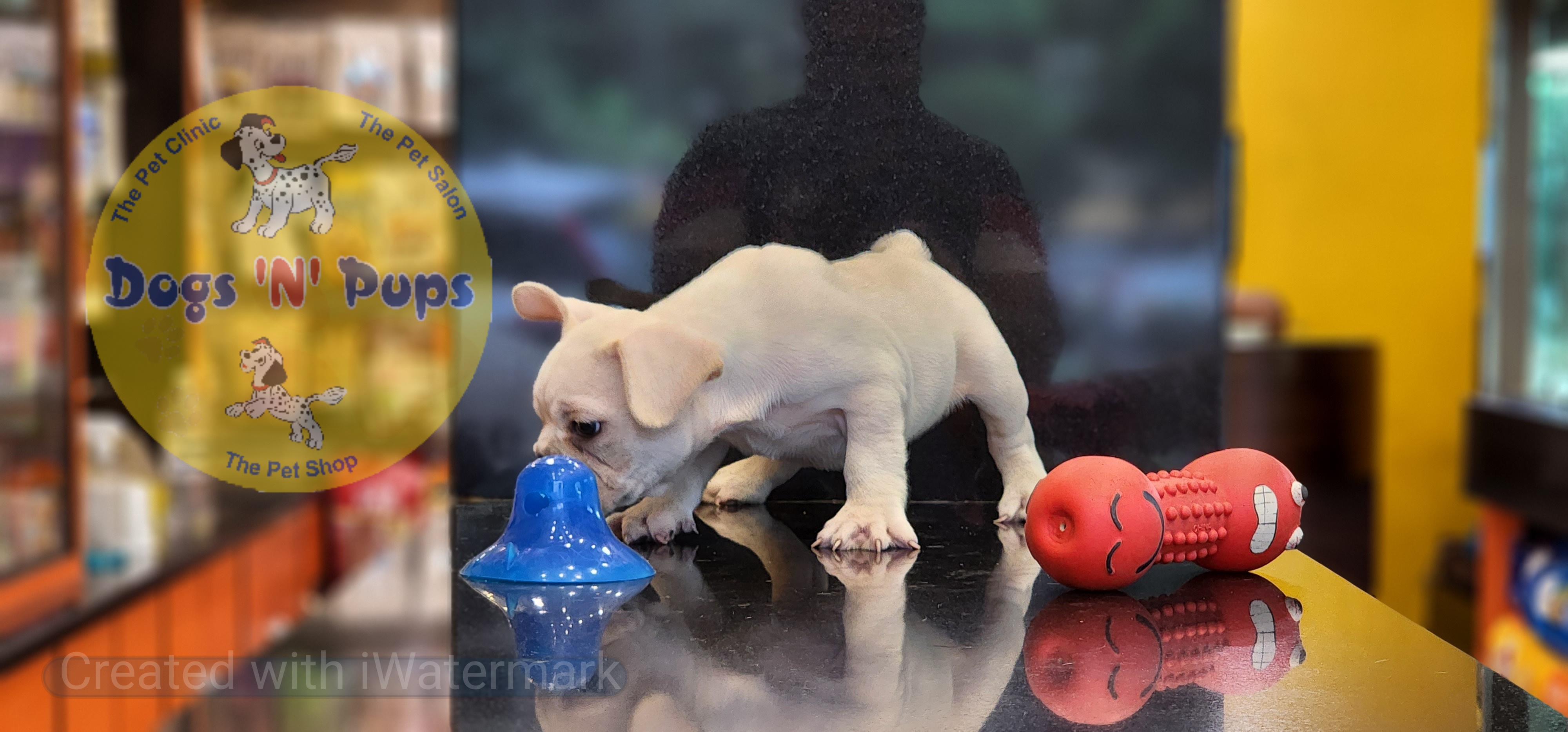 French bulldog  image 11