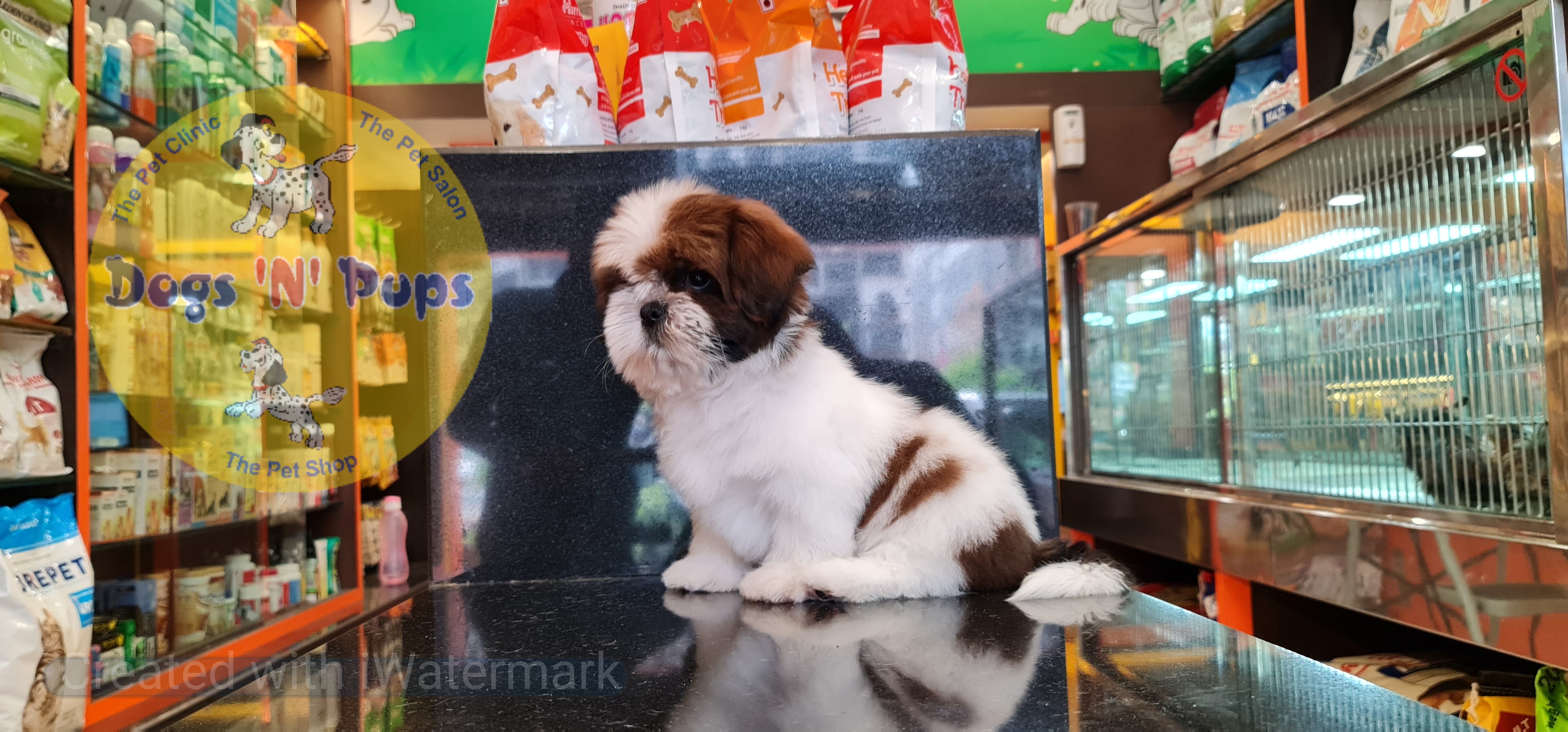 Shihtzu puppy image 6