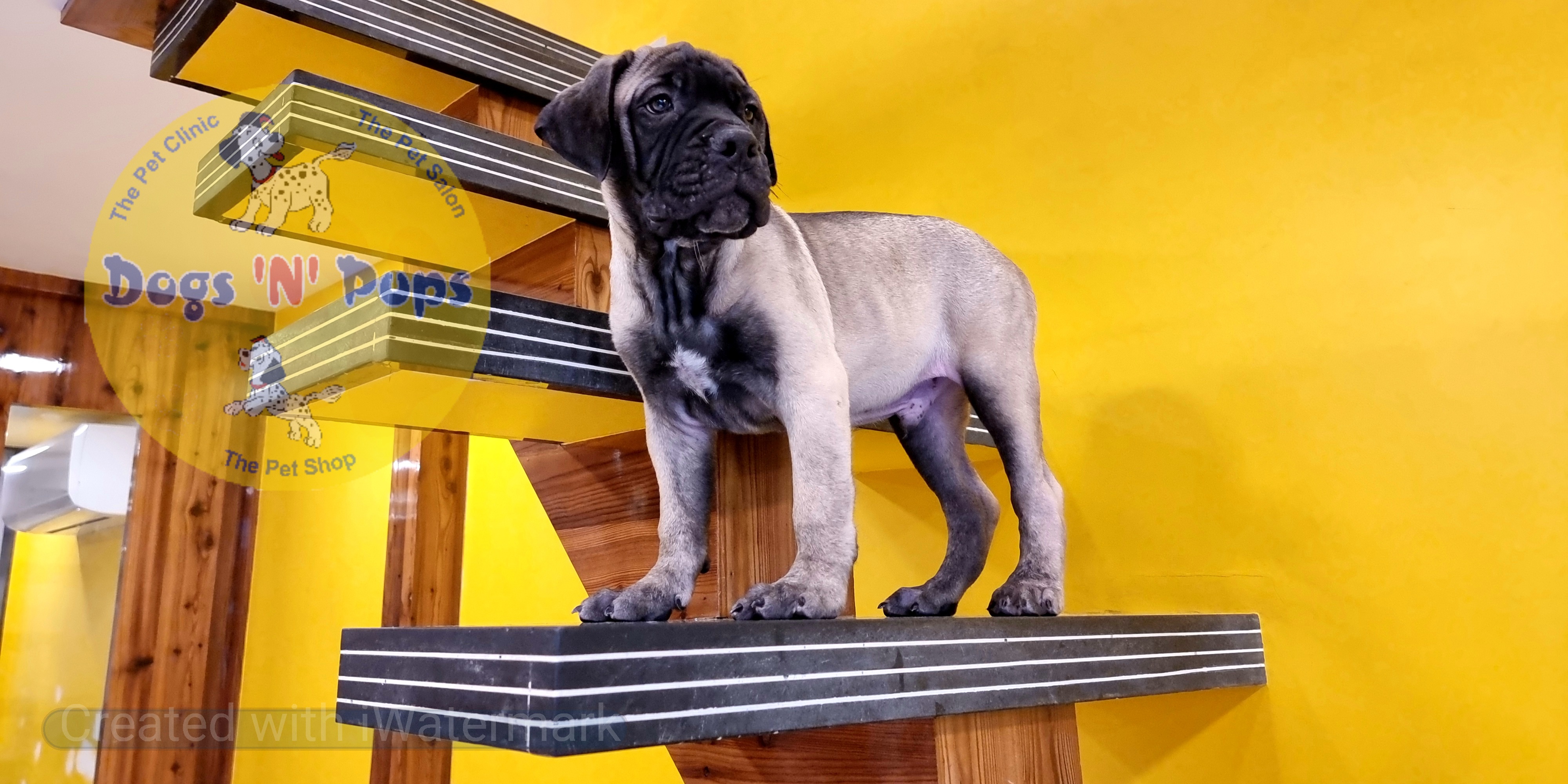 Bullmastiff  image 16