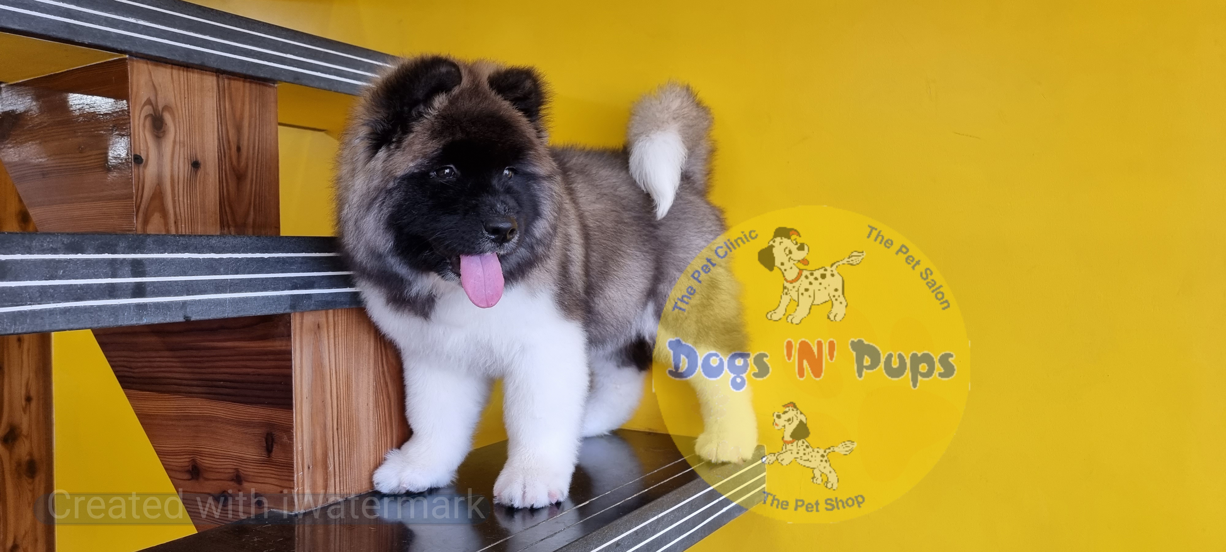 American Akita image 3