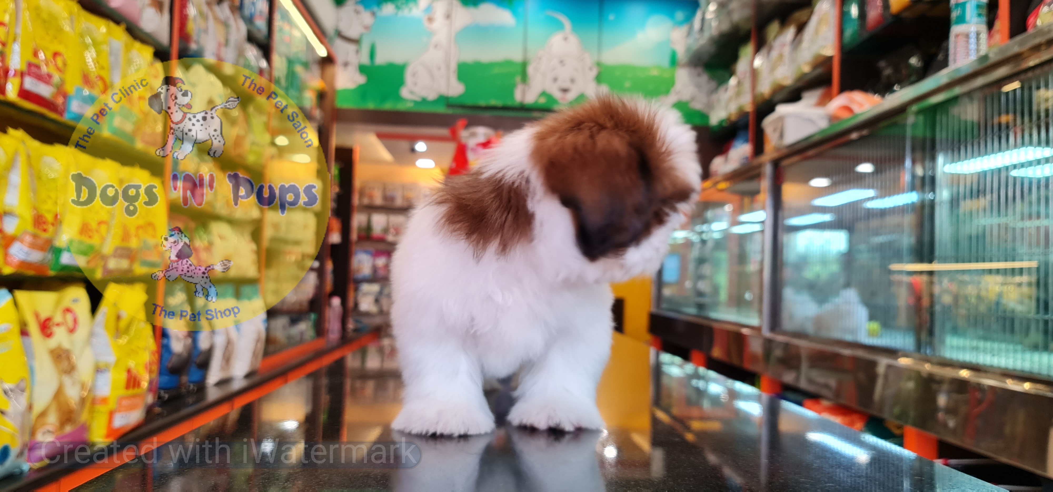 Shihtzu puppy image 8
