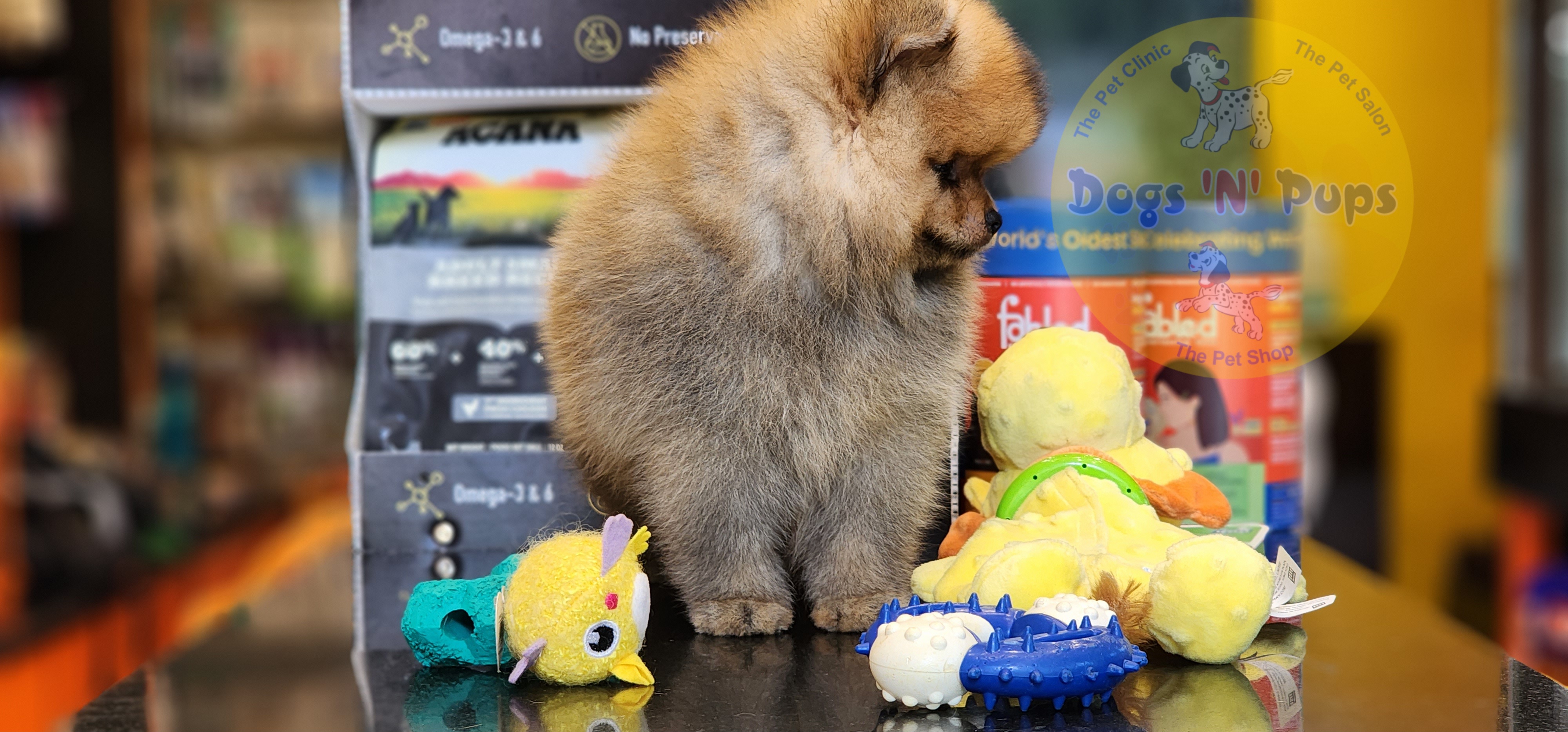 Toy pomeranian  image 2