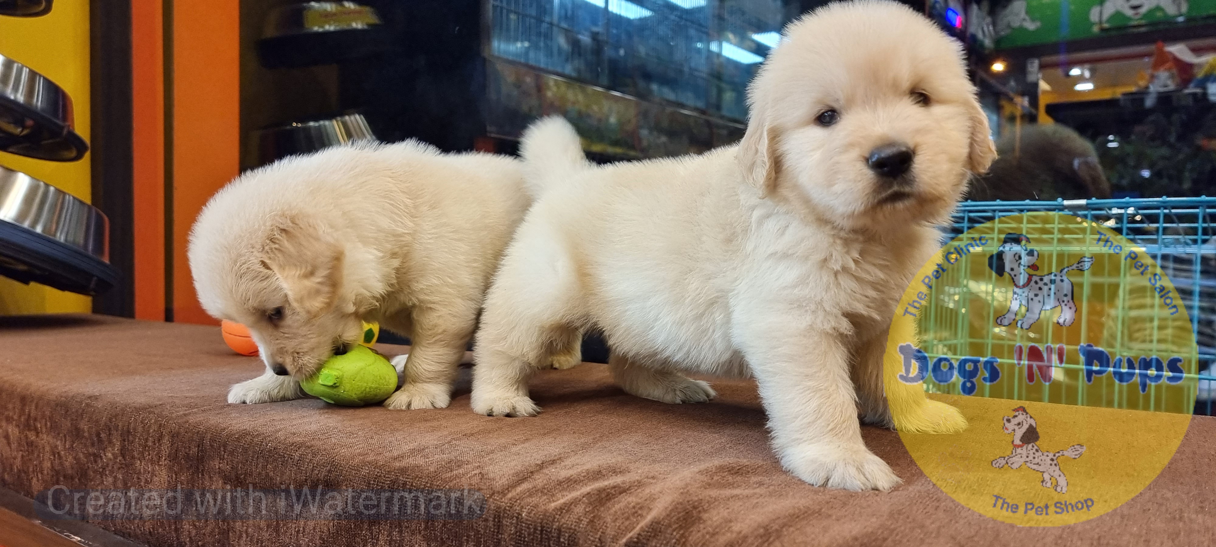 Golden retriever puppies  image 12