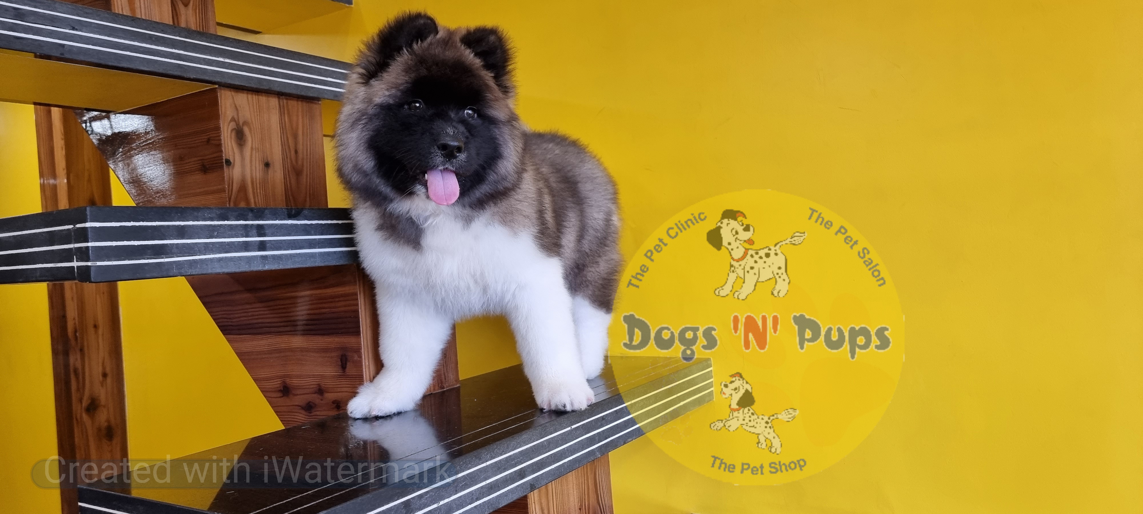 American Akita image 13