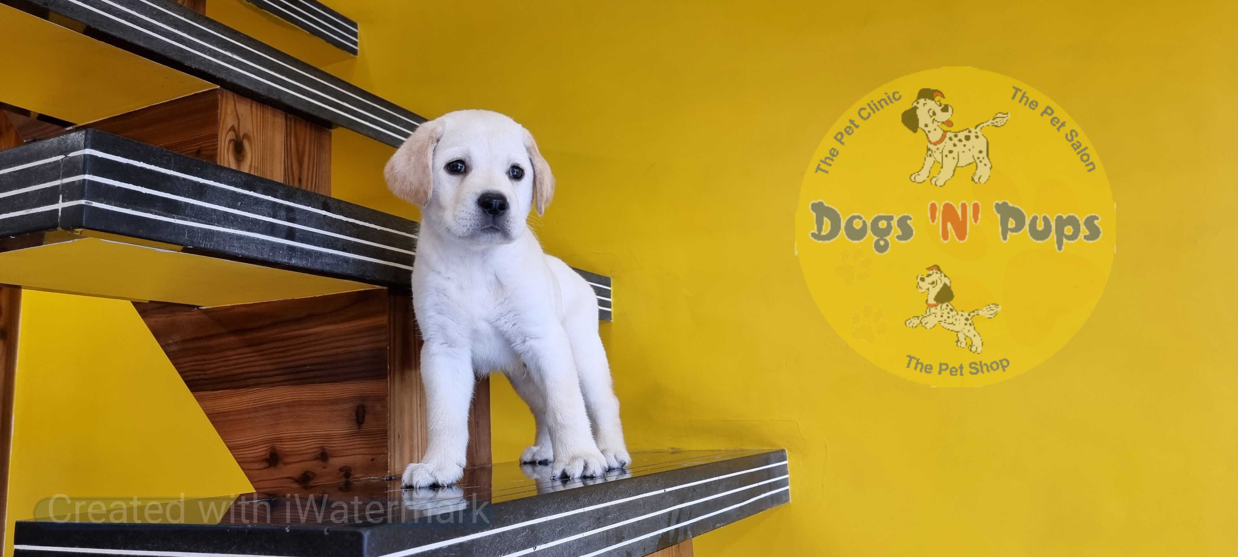 Labrador retriever  image 8