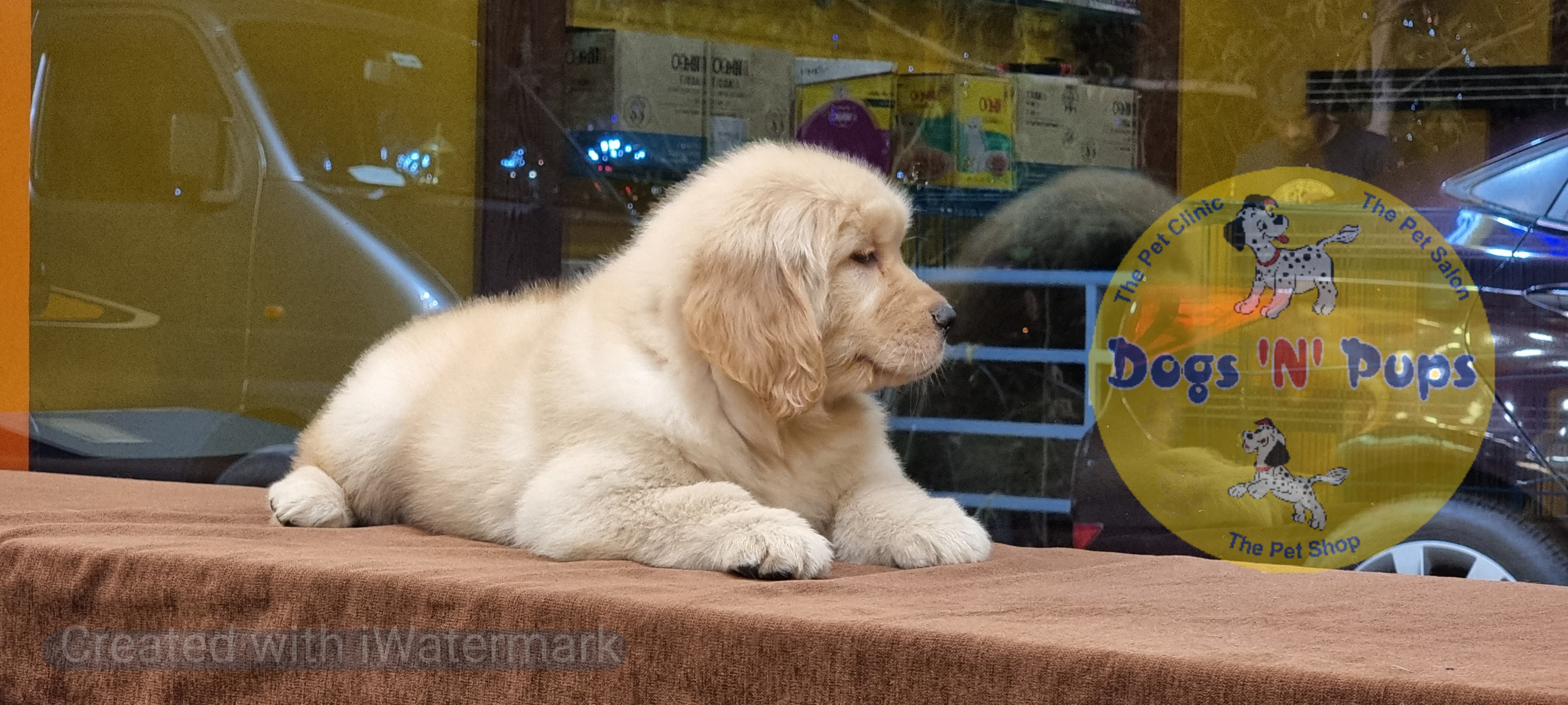 Golden retriever   image 6