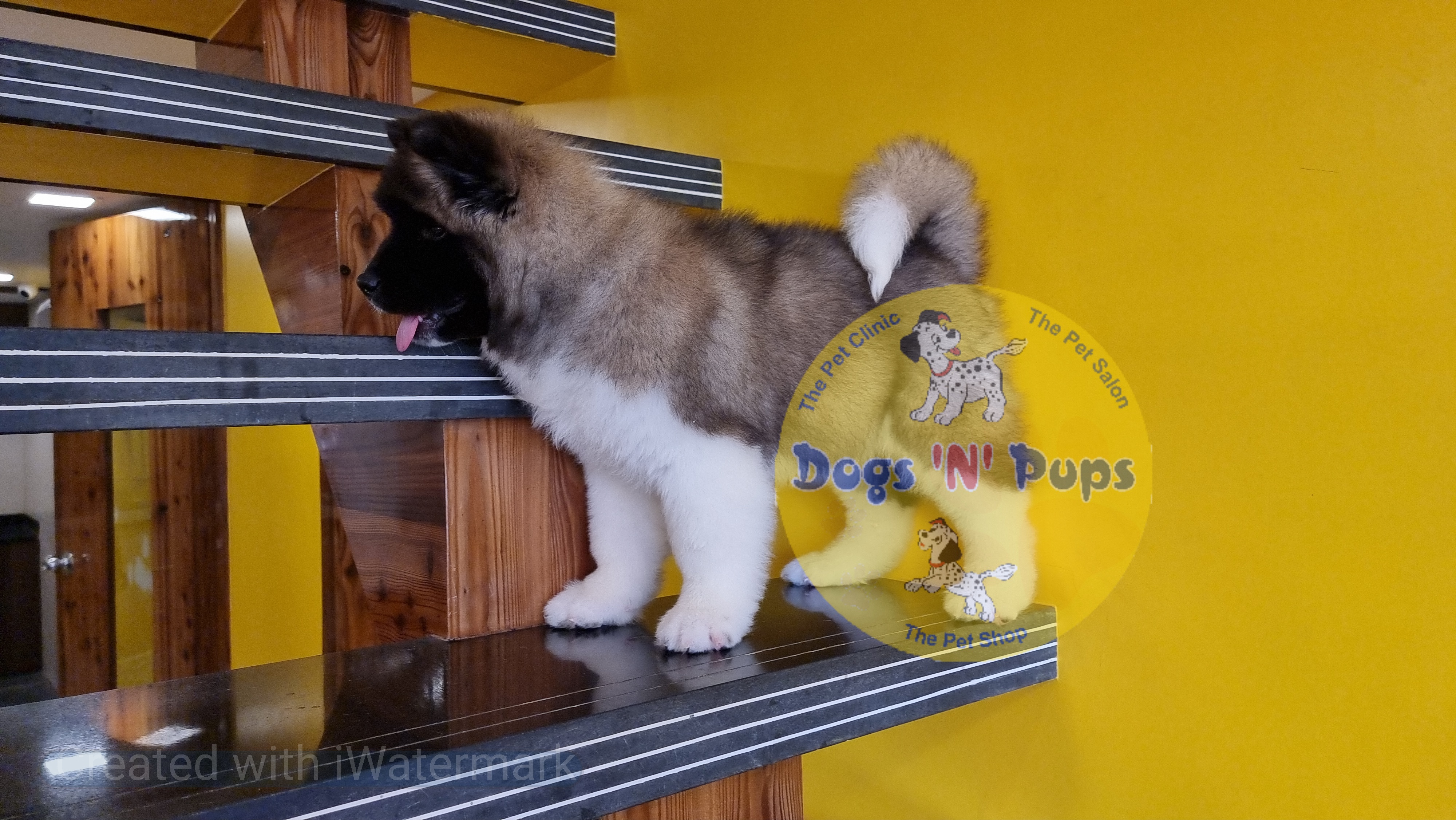 American Akita image 7