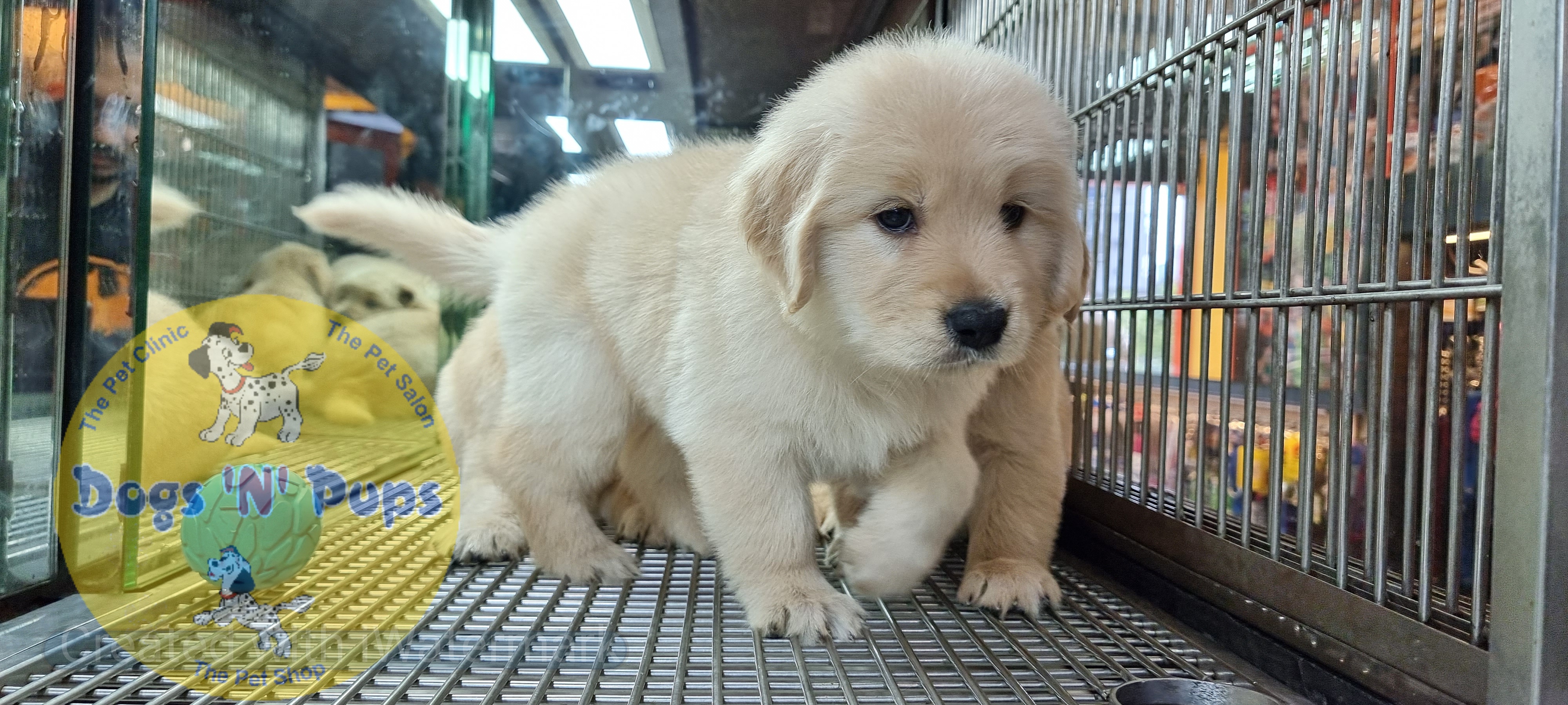 Golden retriever puppies  image 5
