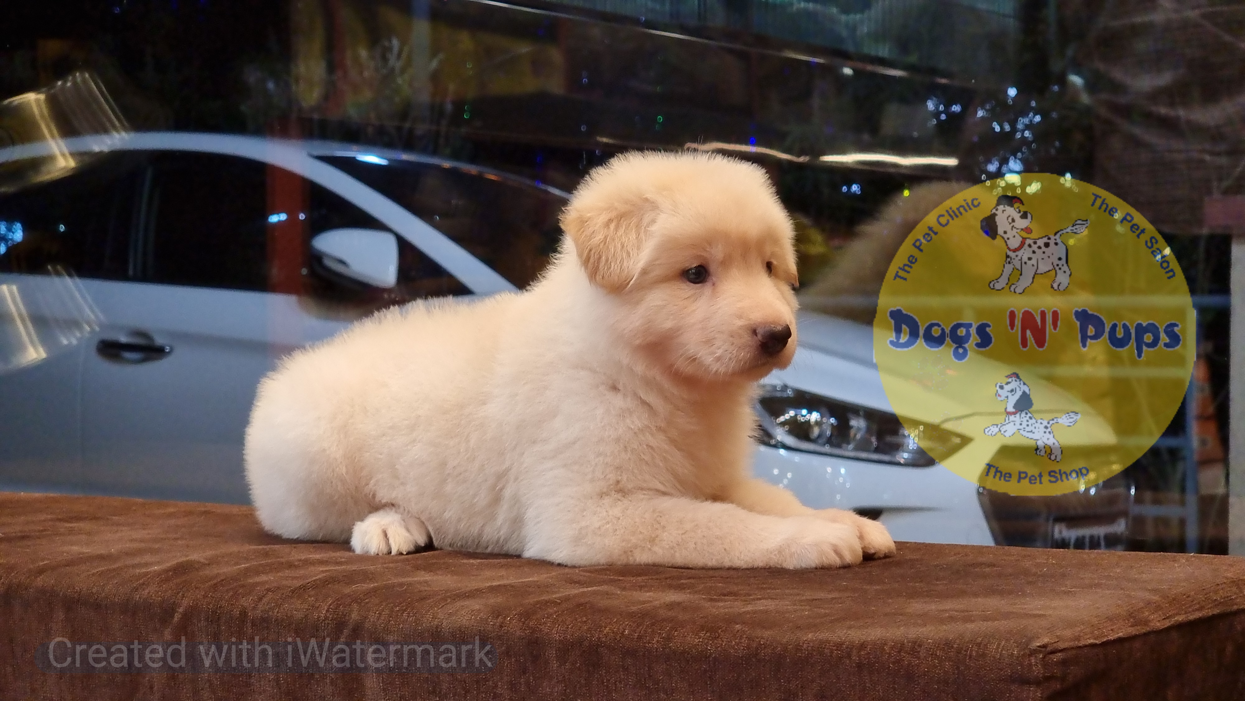 German shepherd  White image 2