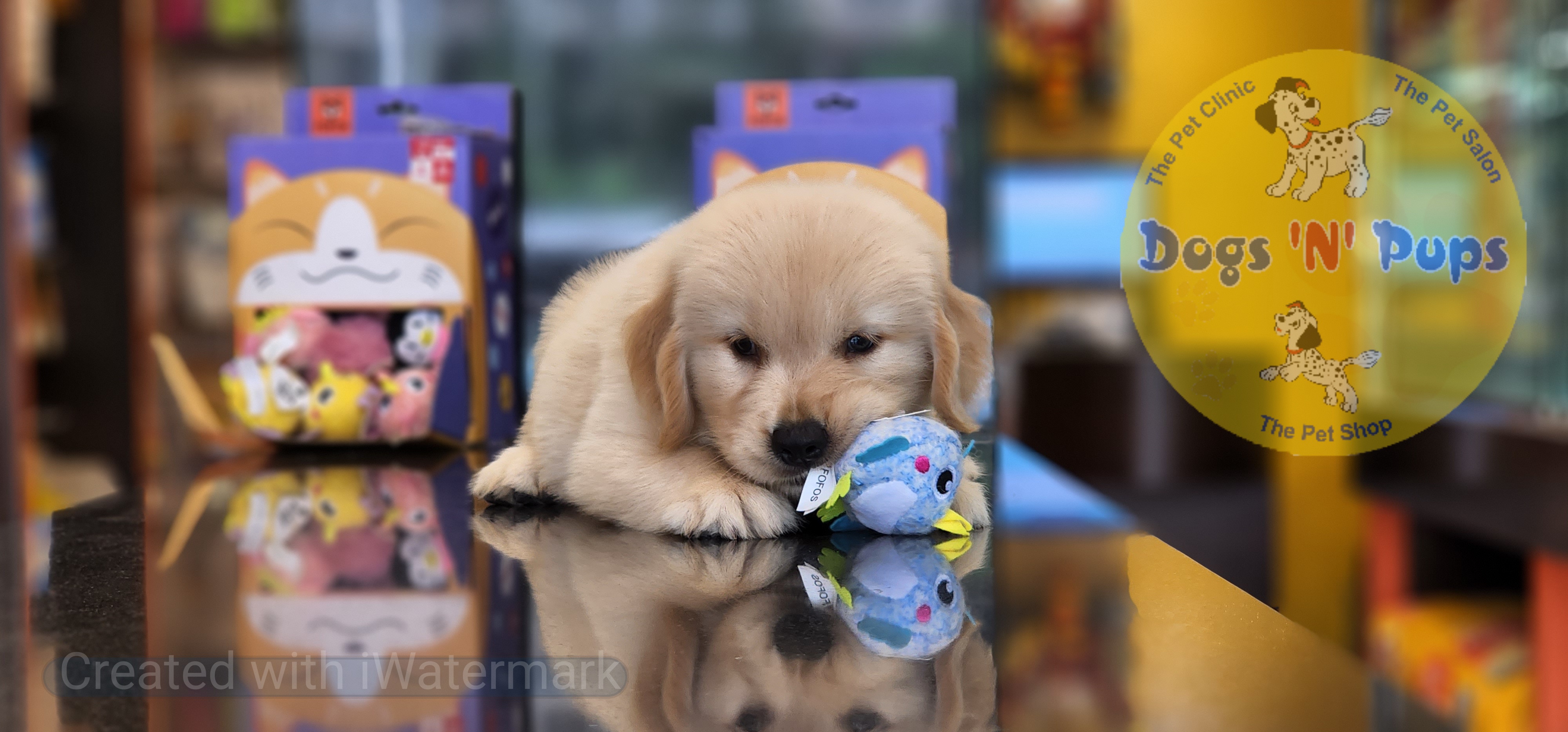 Golden retriever  image 10