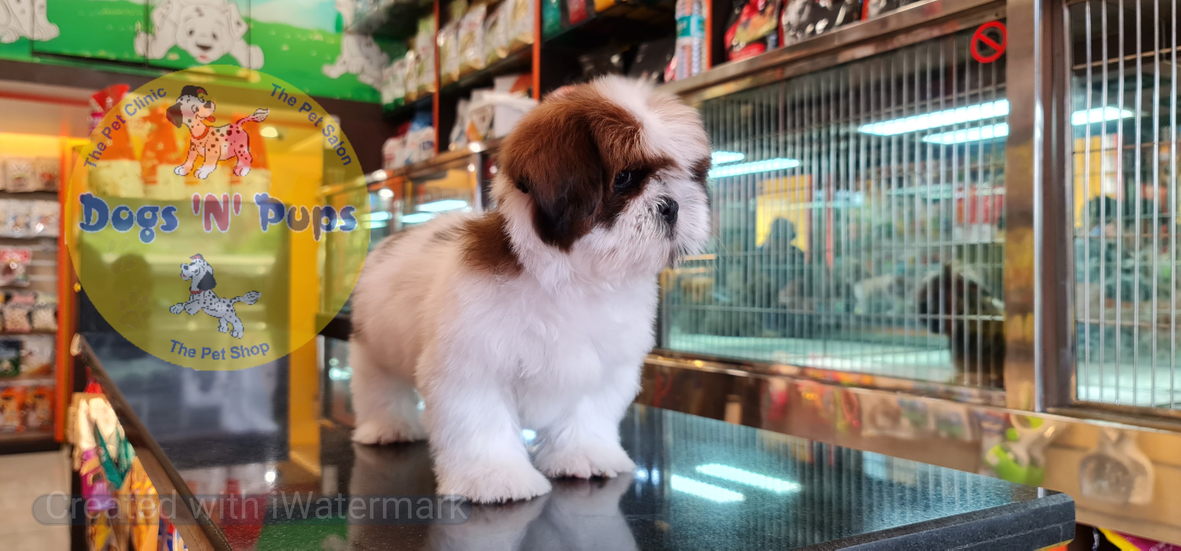 Shihtzu puppy image 10