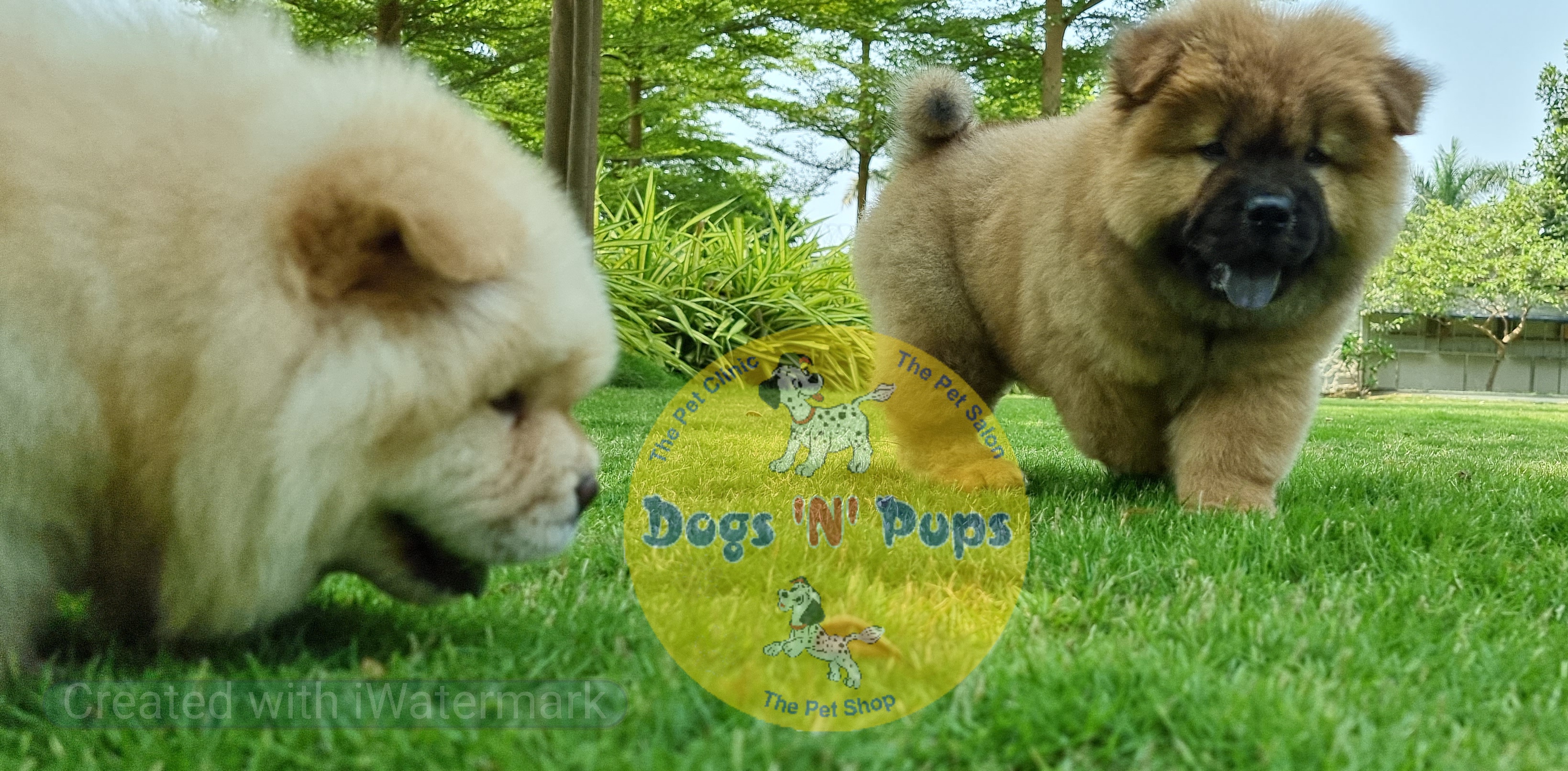 Chow Chow     image 5