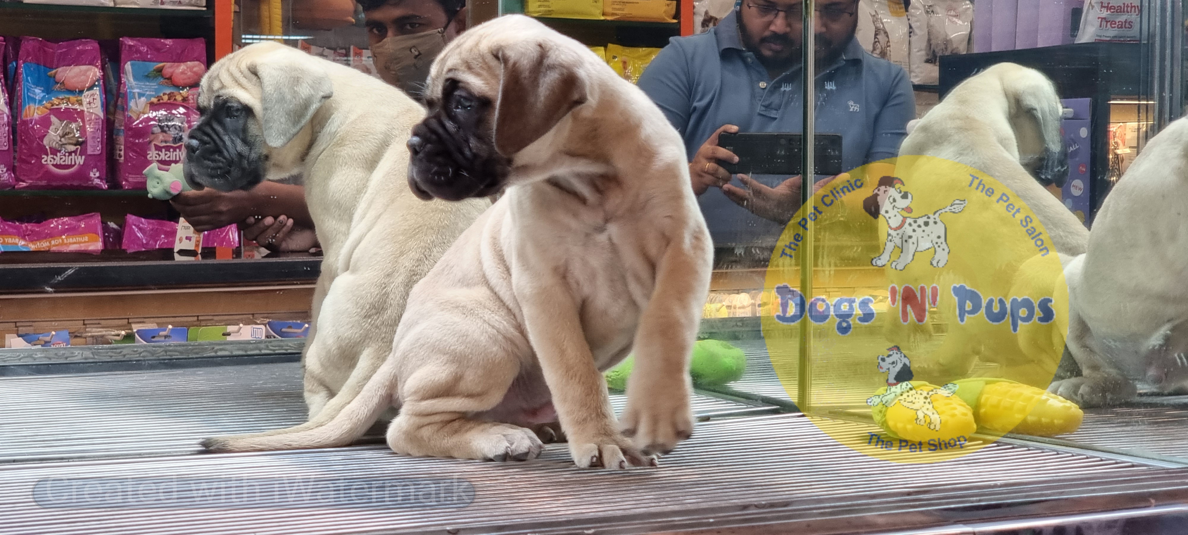 Bullmastiff  image 3