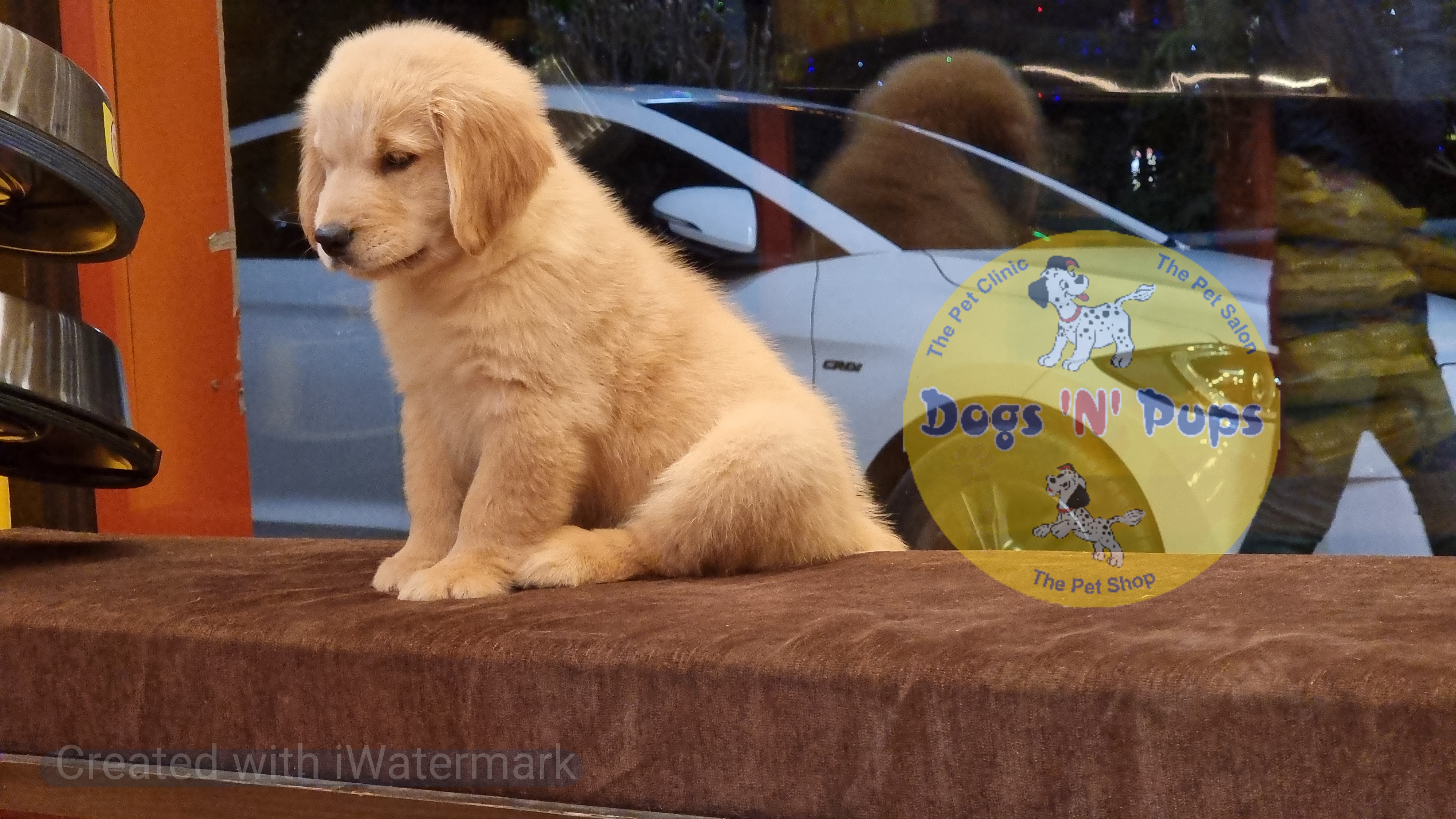 Golden retriever  image 4