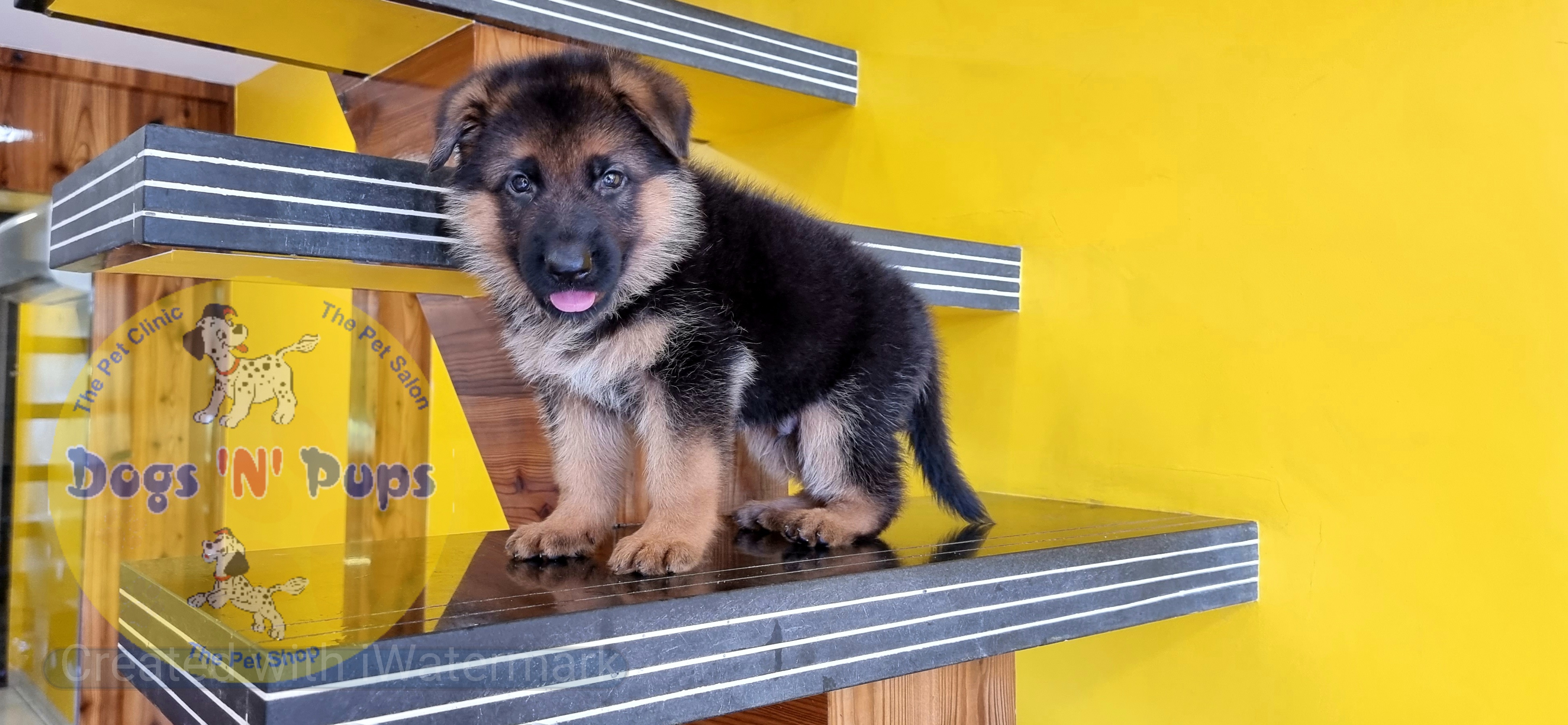 German shepherd  image 7