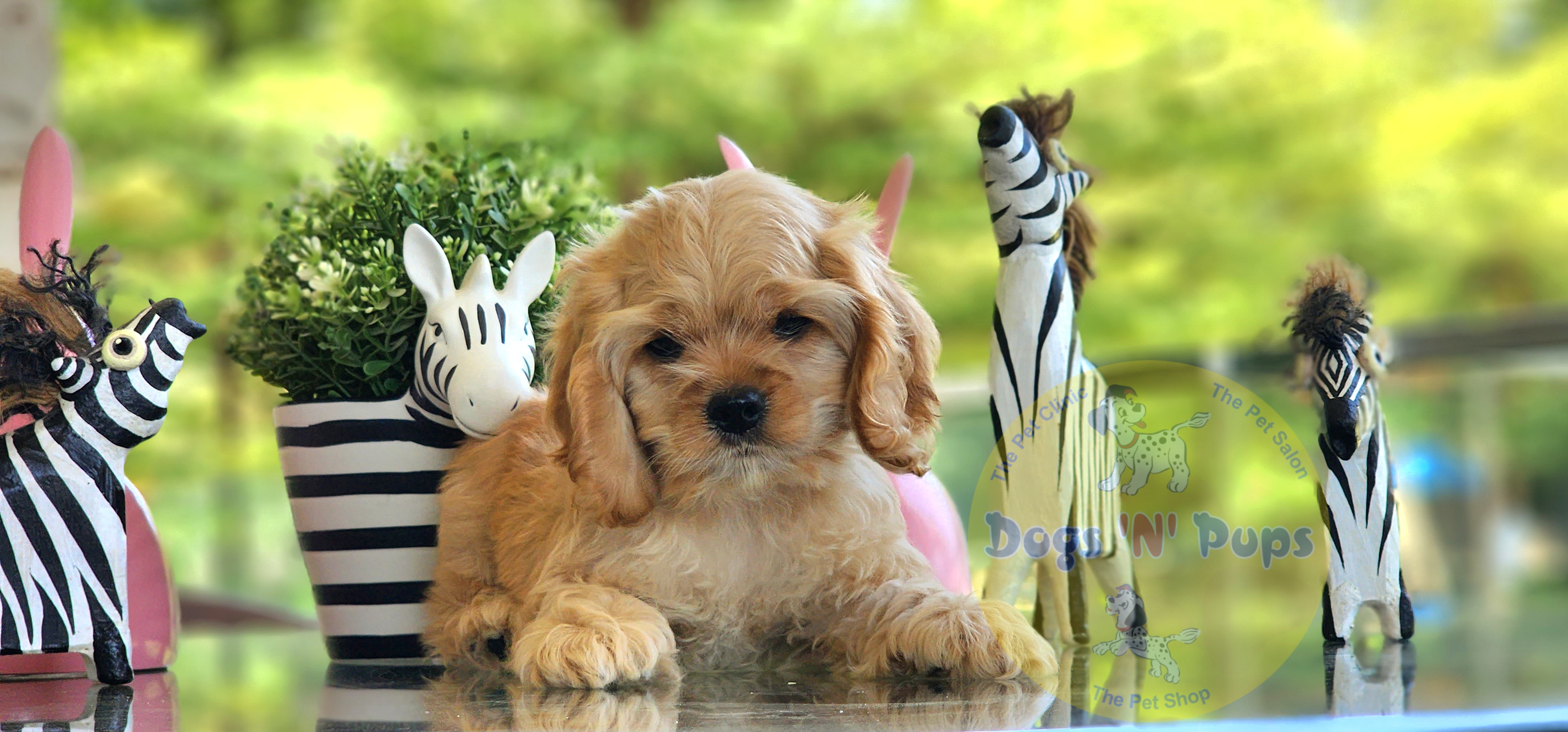 prev dog posted image