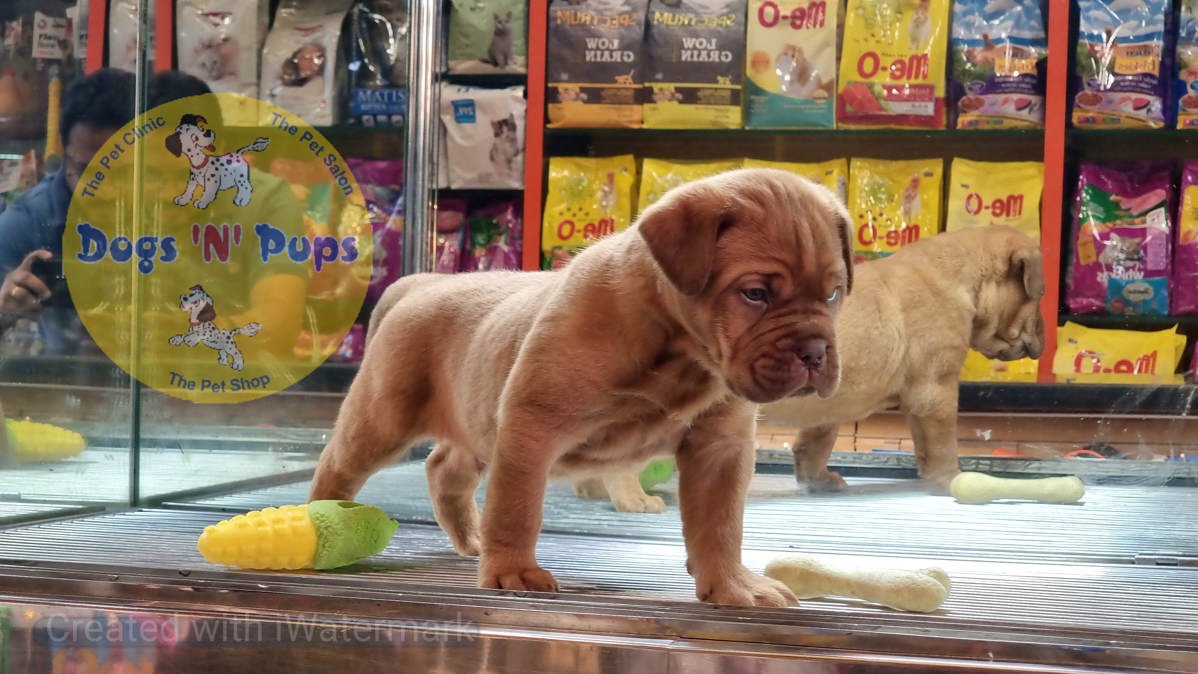 French mastiff  image 3