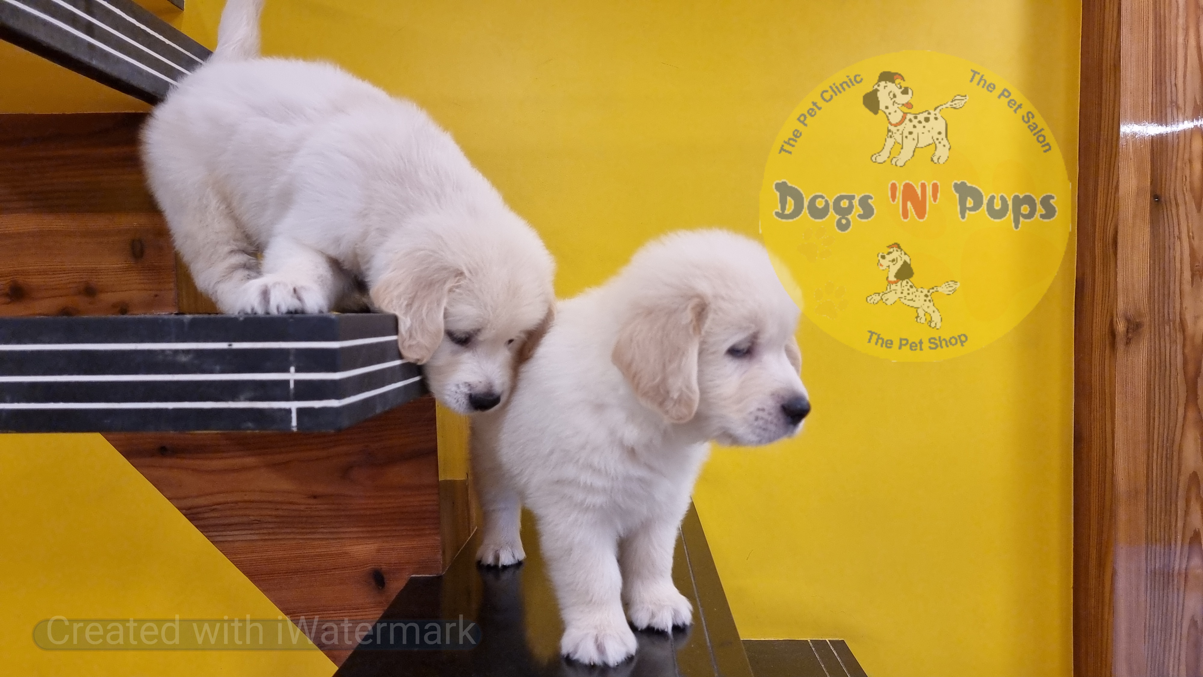 Golden retriever  image 3