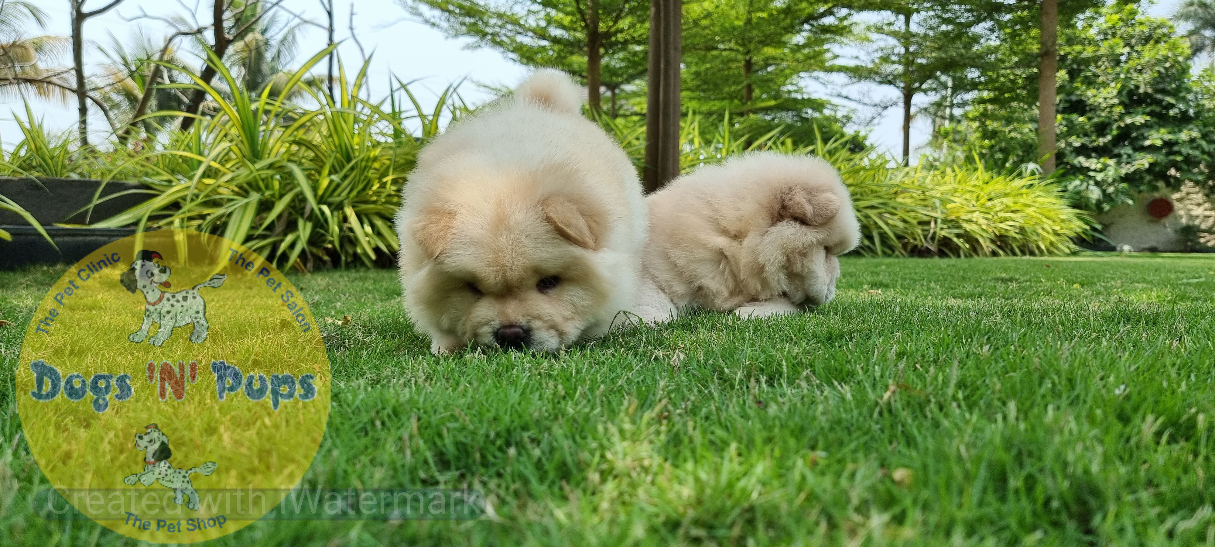 Chow Chow    Cream colour image 3