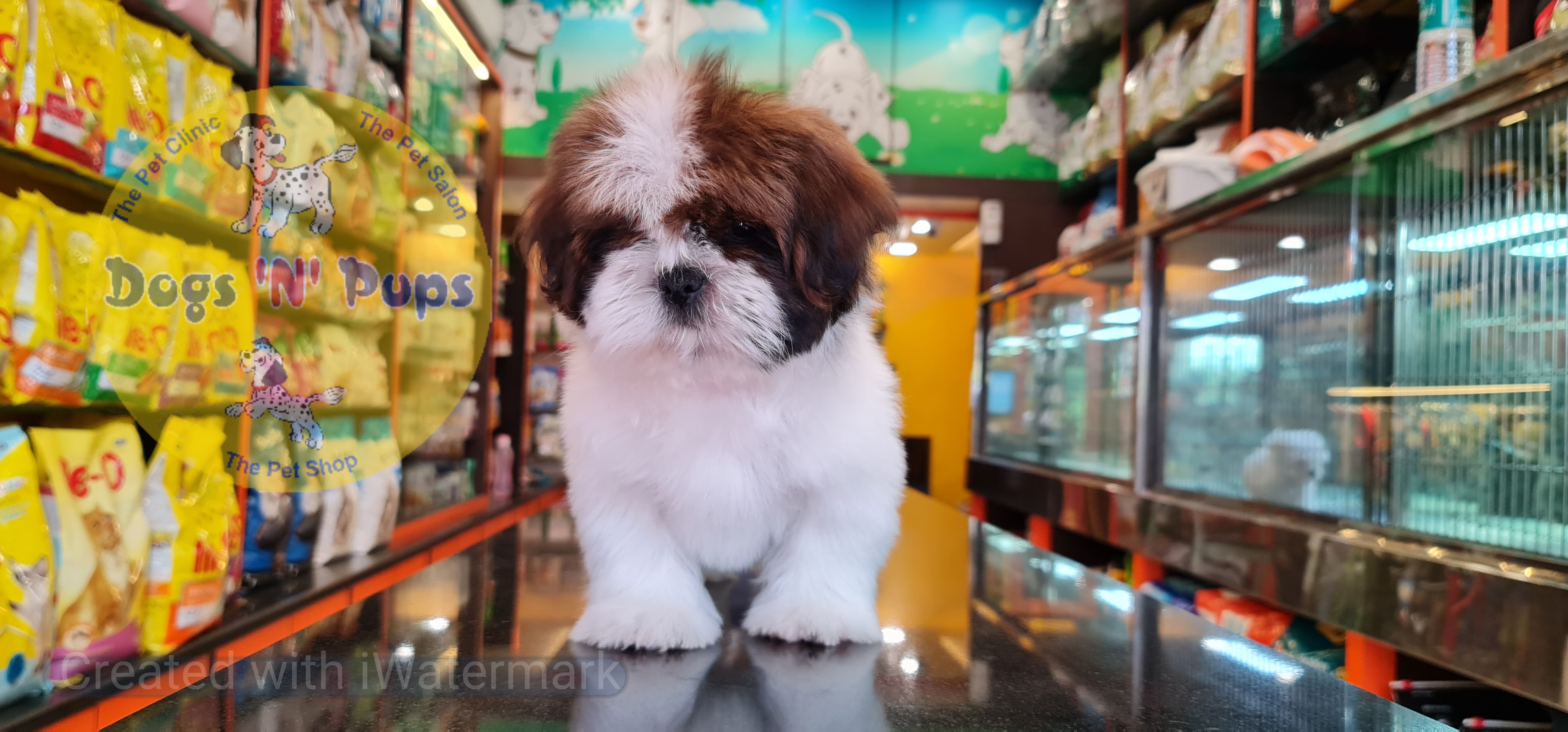 Shihtzu puppy image 11