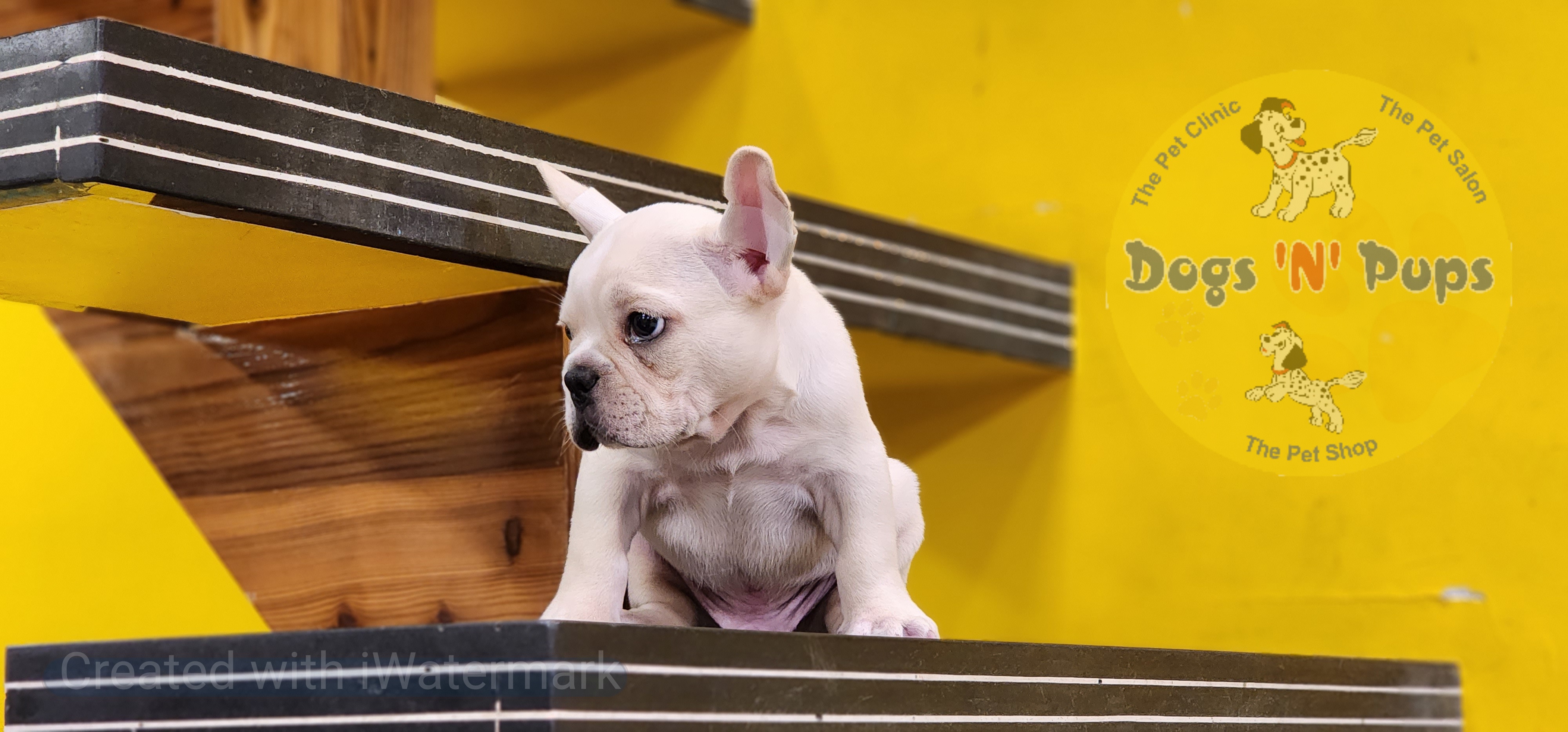 French bulldog  image 2