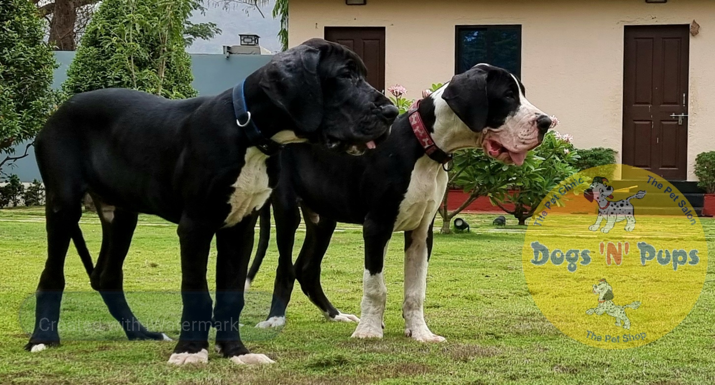 next dog posted image