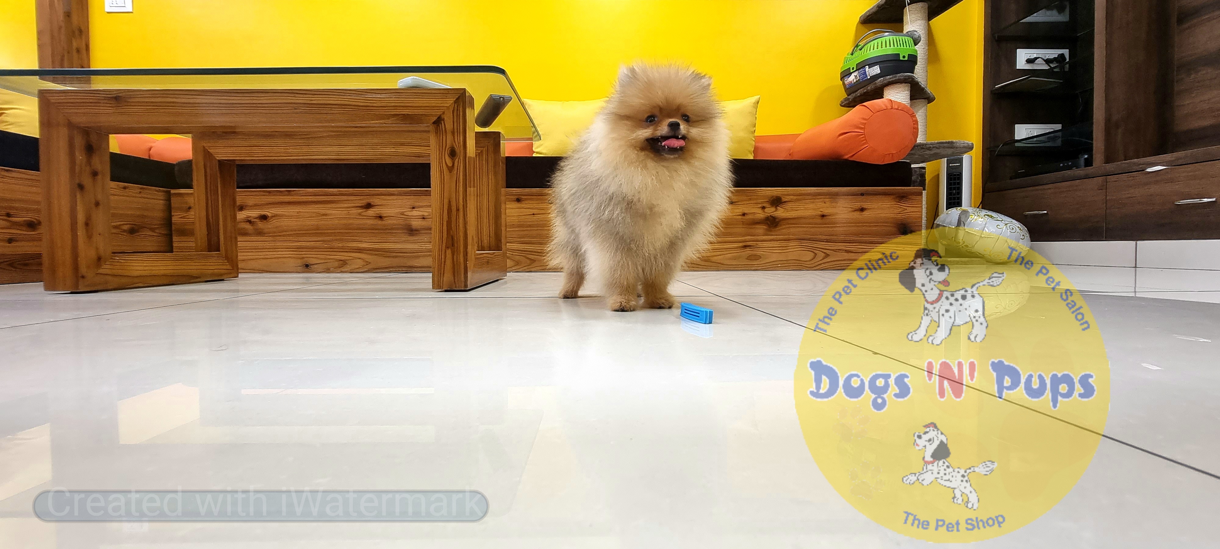 Toy pomeranian  image 3
