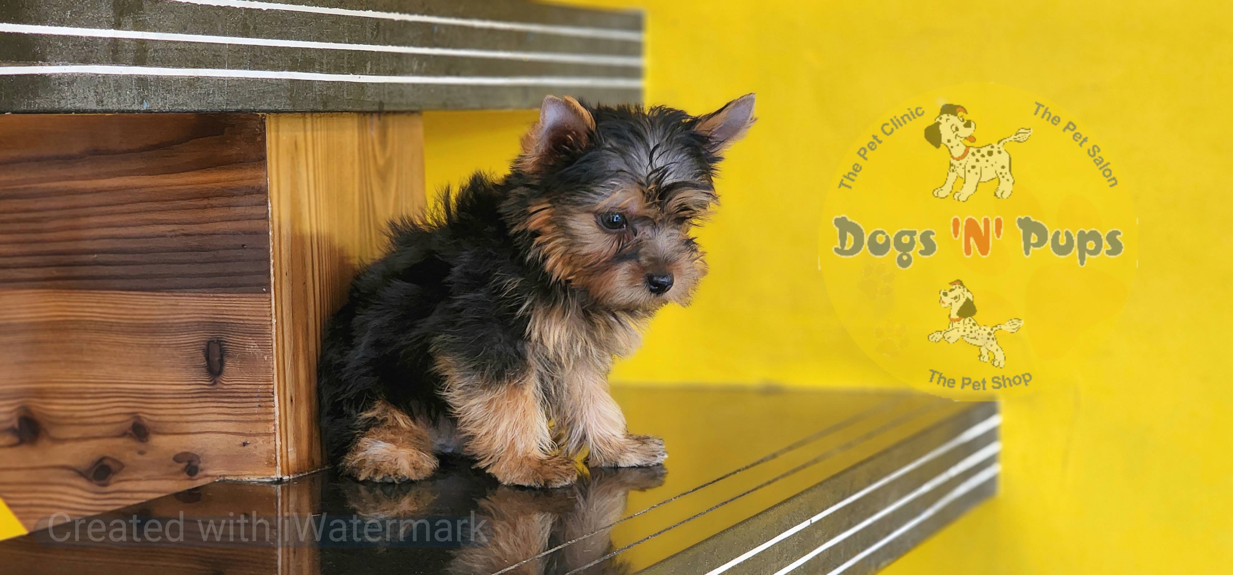 Yorkshire terrier  image 10