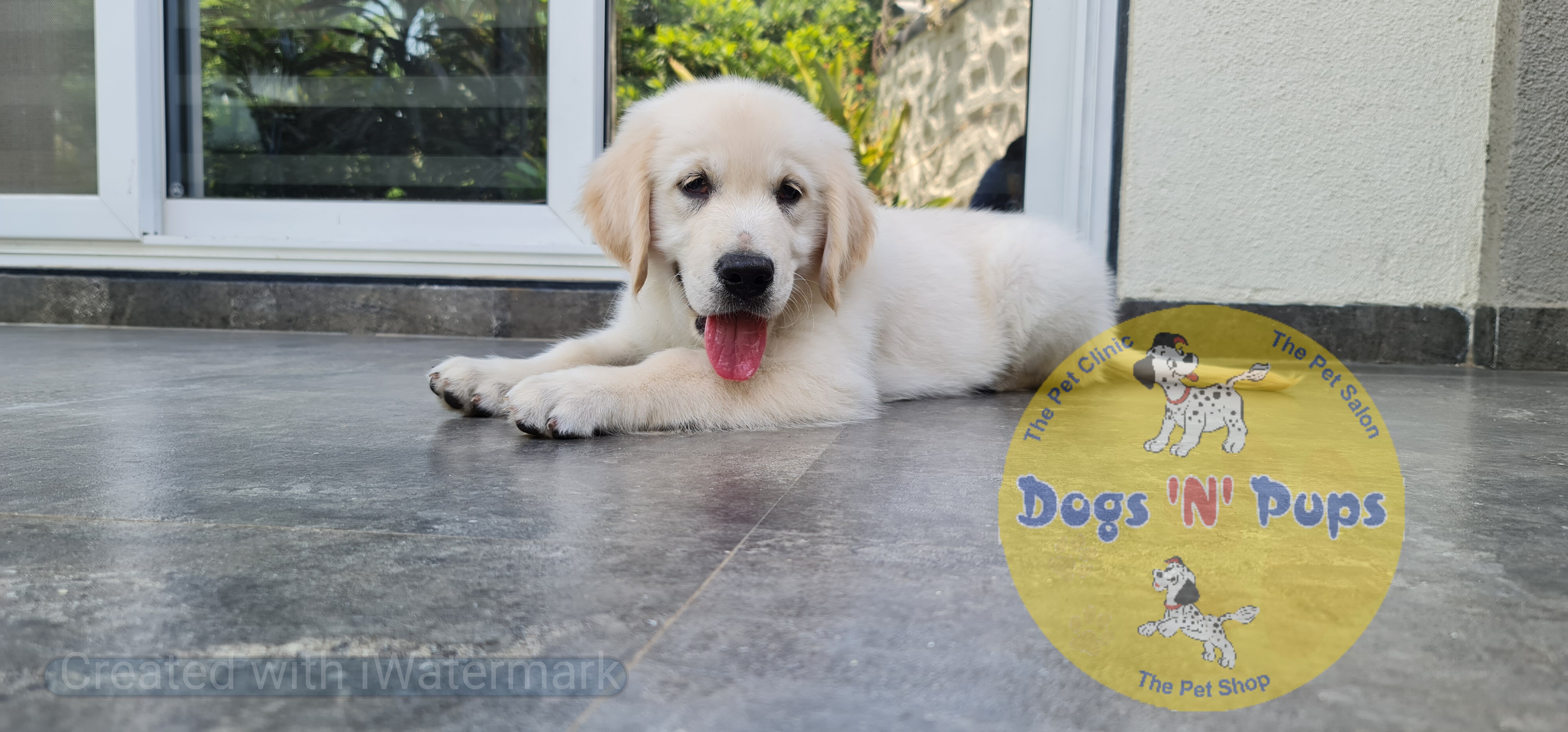 next dog posted image