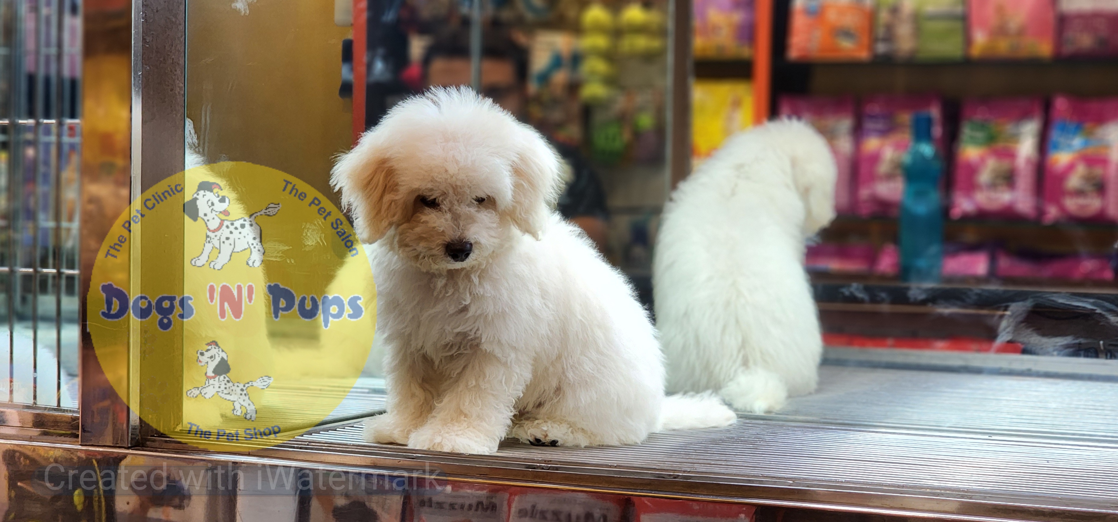 Bichon frise  image 2