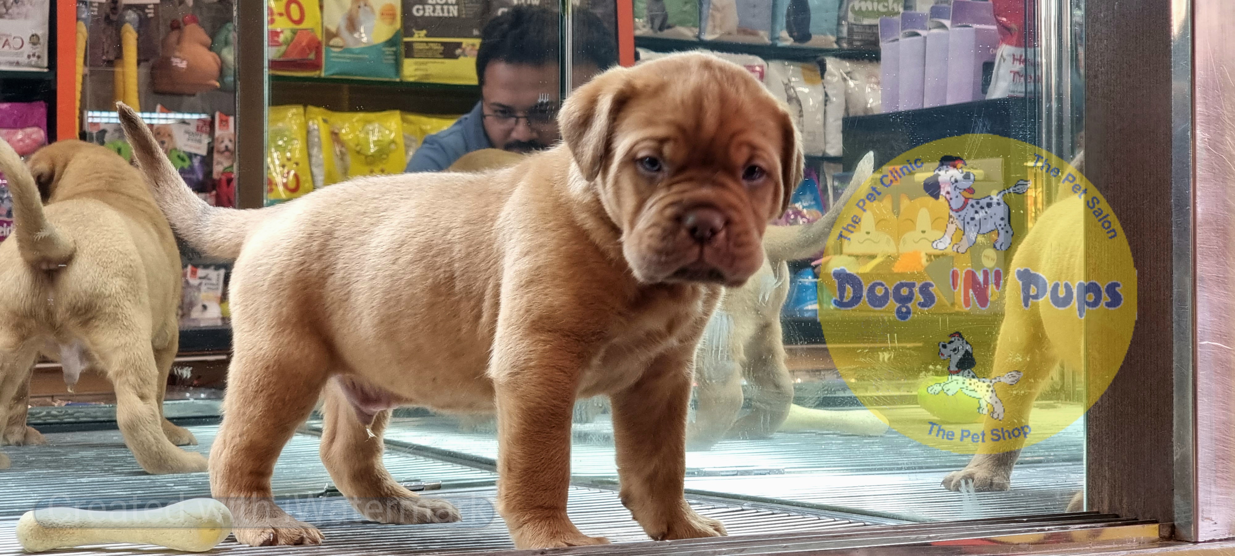 pet French mastiff  header image